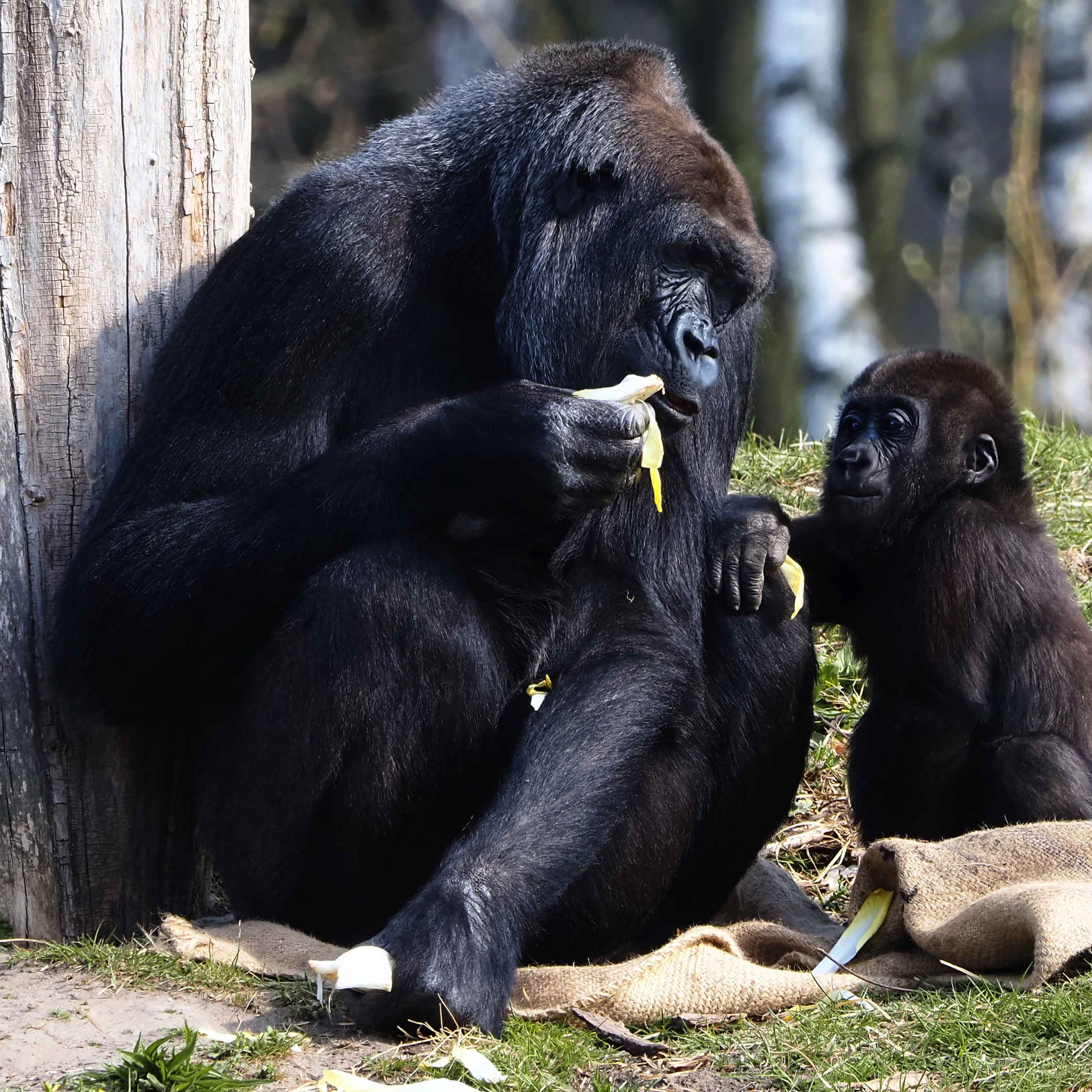 Een gorilla voert haar jong in Safaripark Beekse Bergen.
