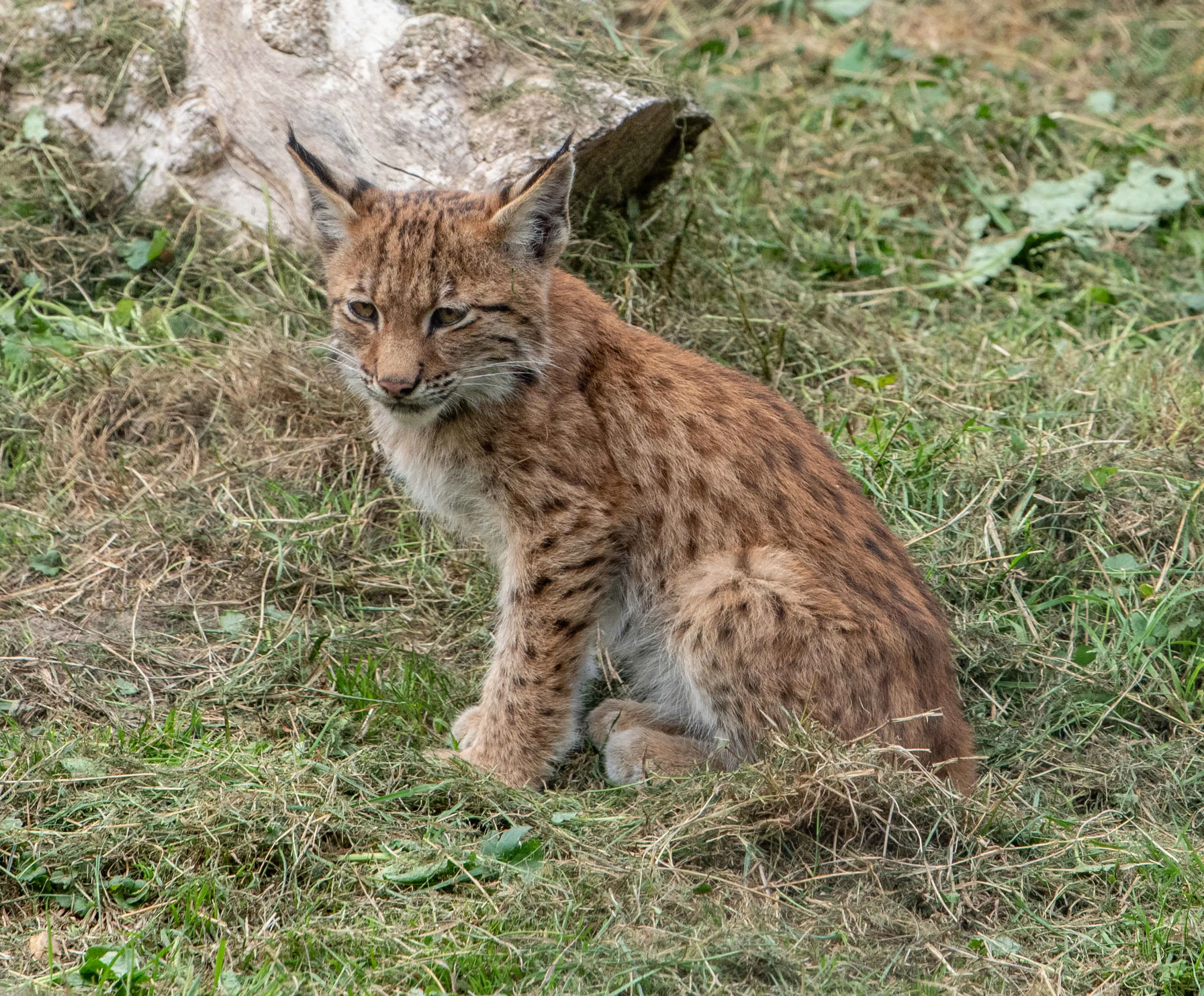Een Euraziatische lynx zit in het gras in Eindhoven Zoo.