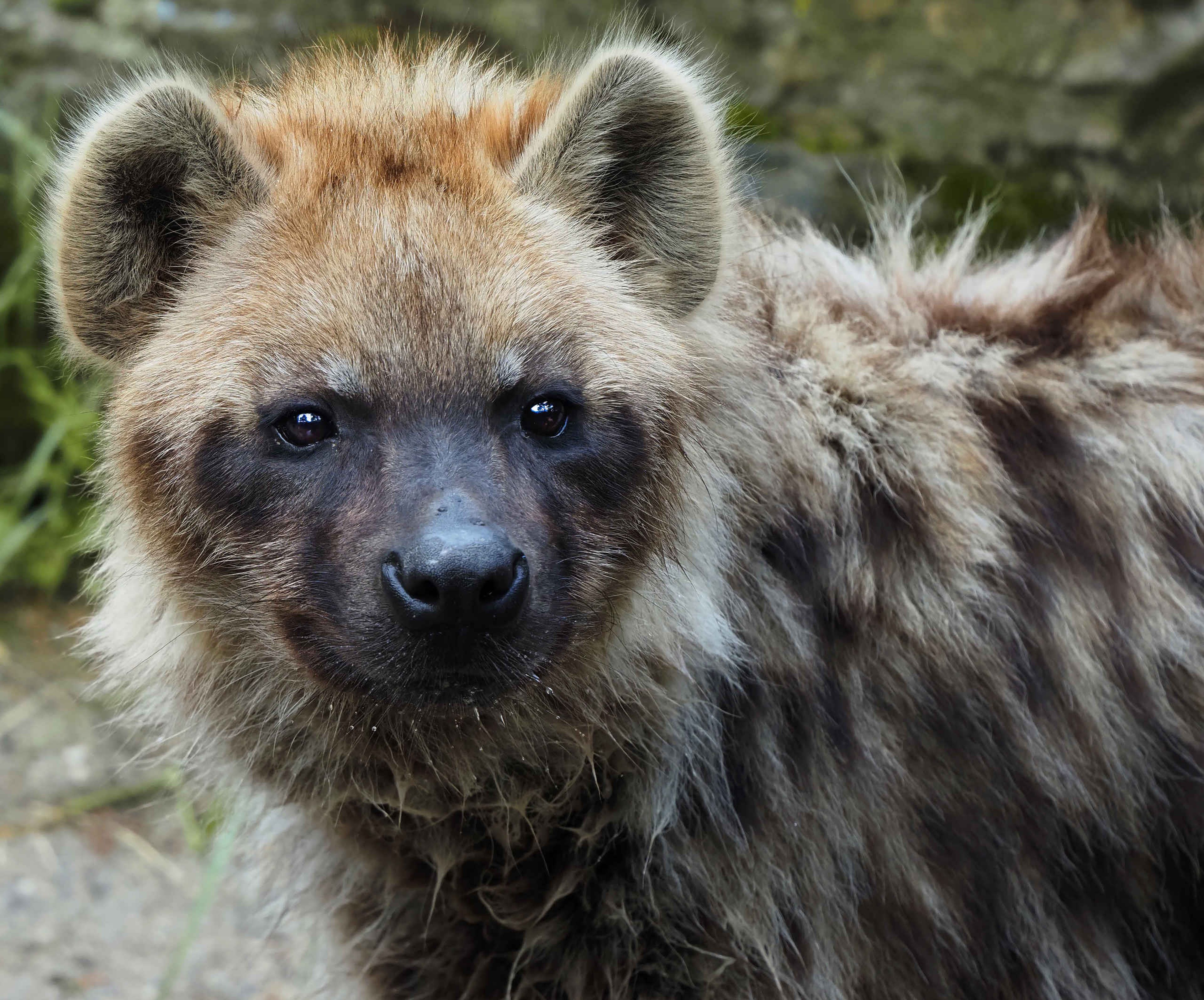 Jonge hyena close up in Safaripark Beekse Bergen
