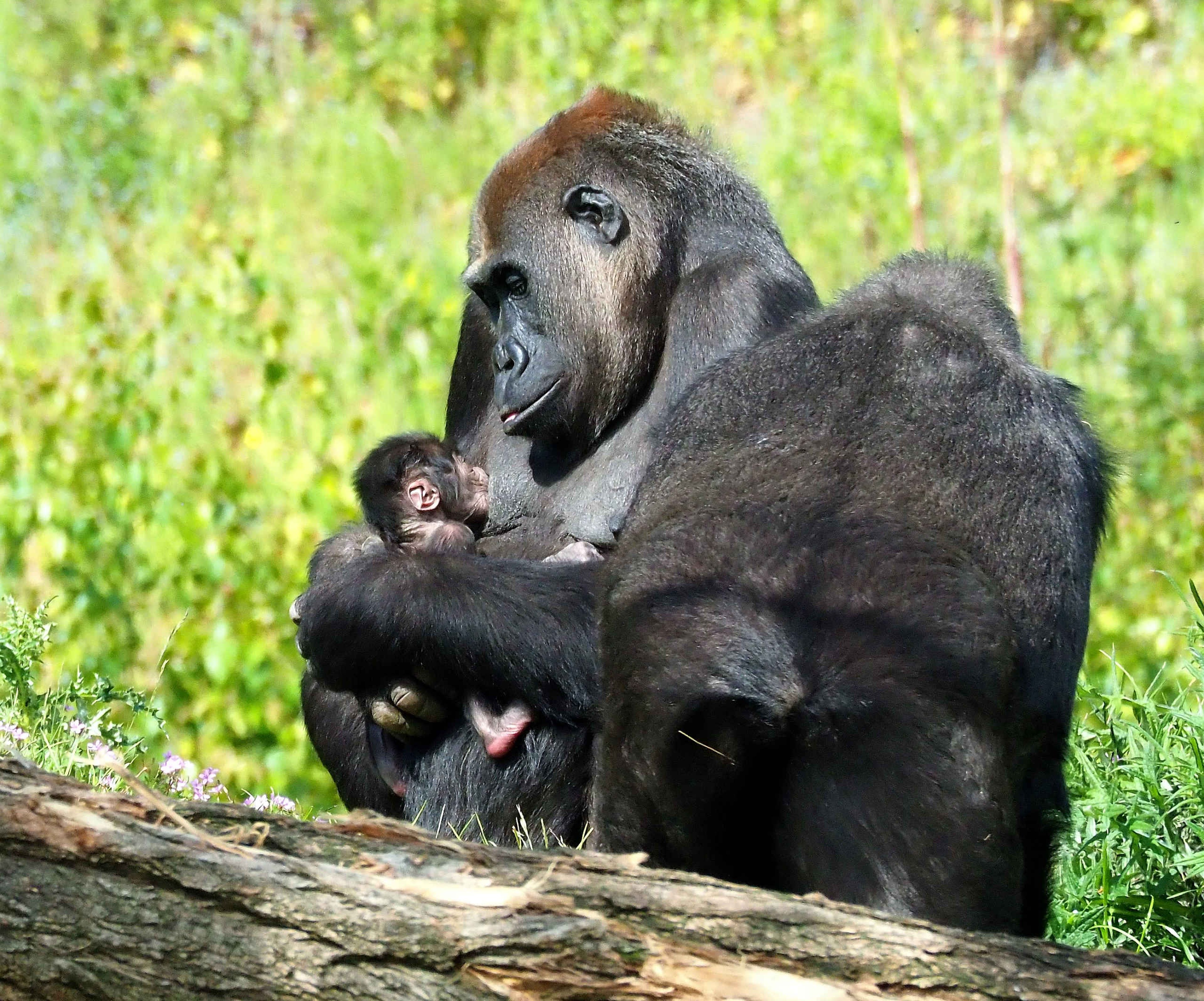 Westelijke laagland gorilla geeft melk aan jong in Safaripark Beekse Bergen
