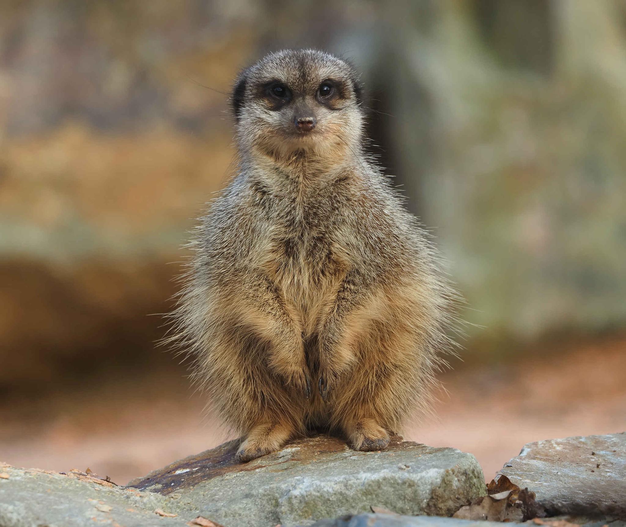 Stokstaartje close-up op achterpoten in Safaripark Beekse Bergen