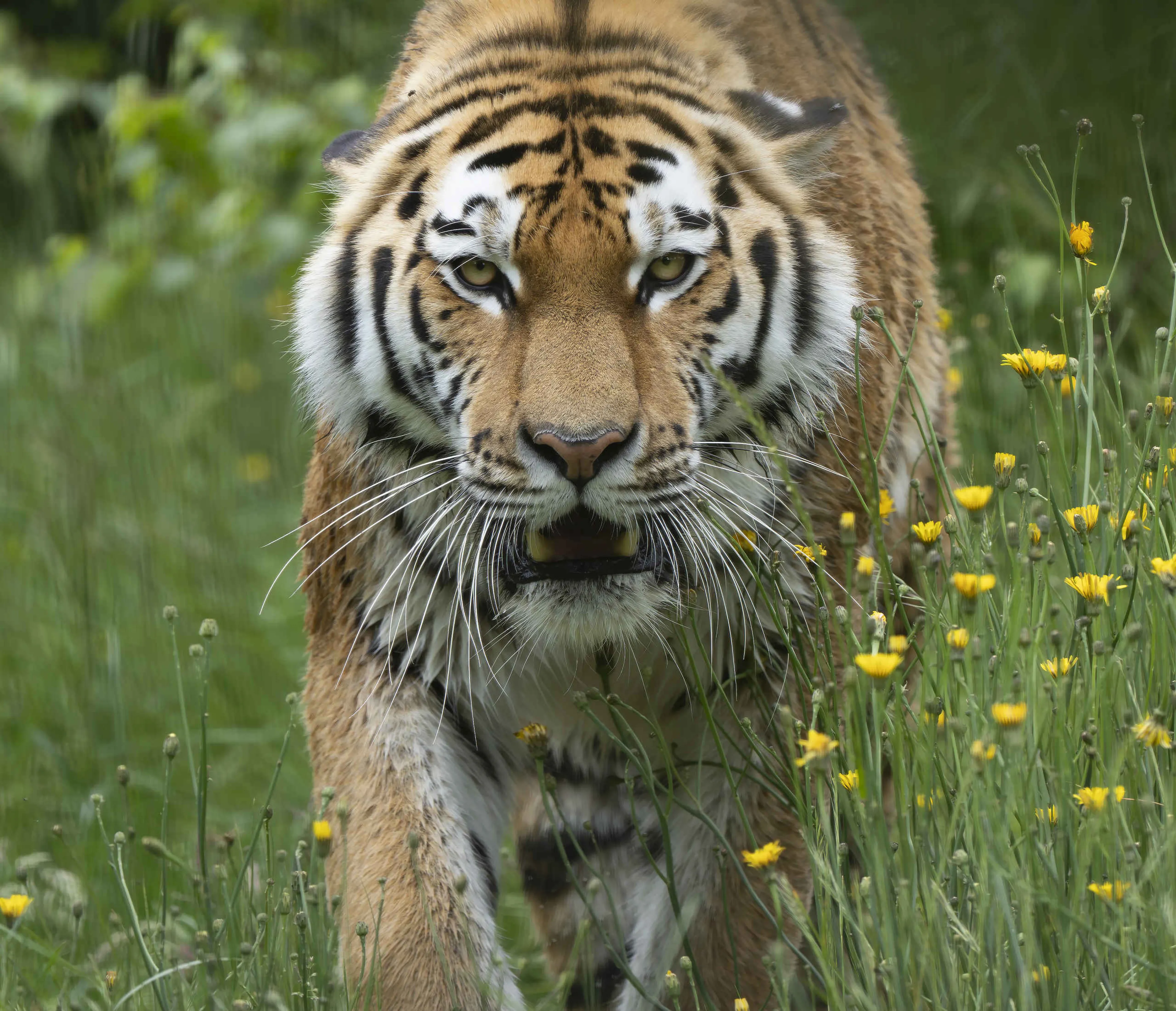 Een amoertijger gromt naar de camera in safaripark Beekse Bergen.
