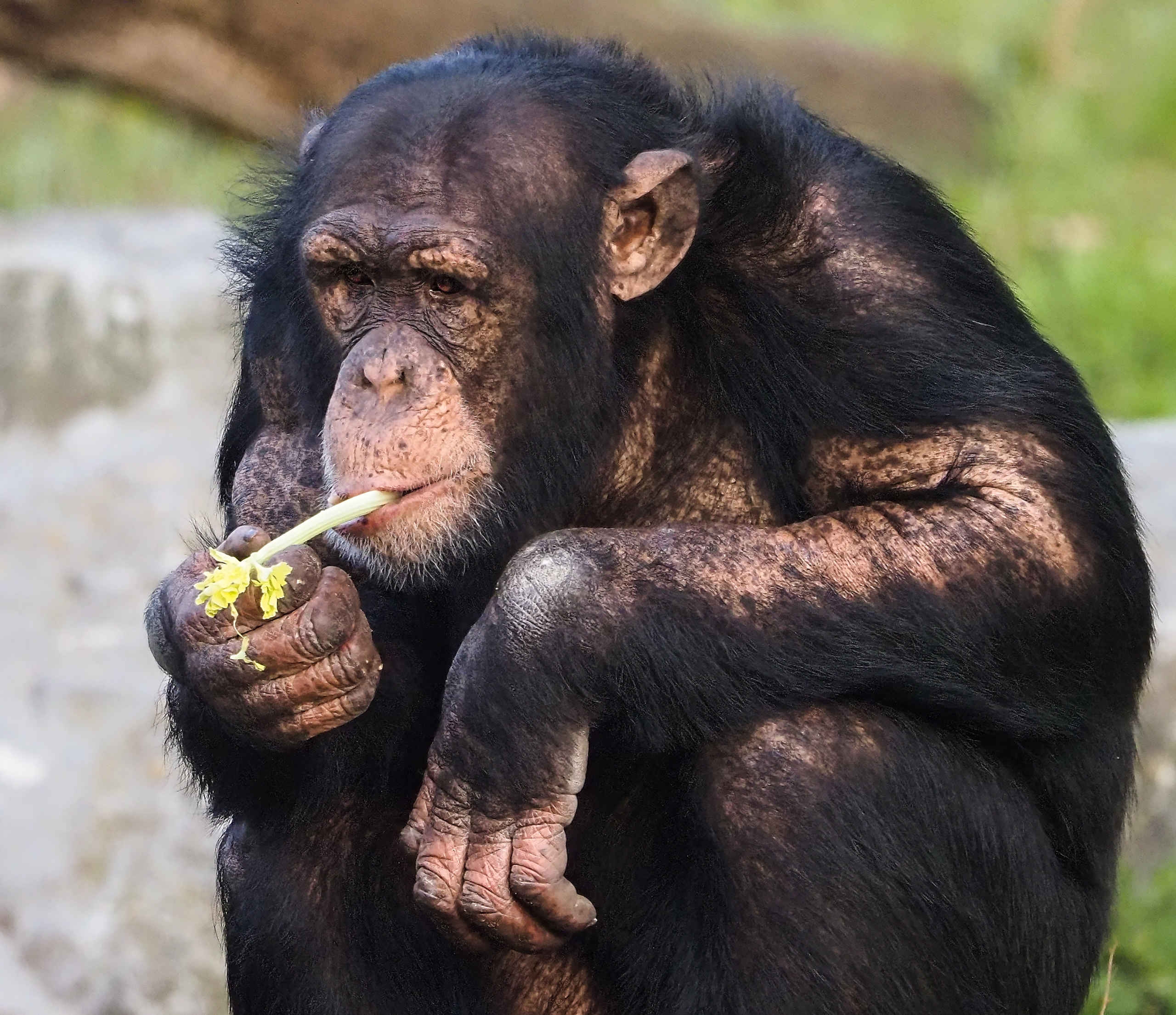 Chimpansee is groente aan het eten Safaripark Beekse Bergen