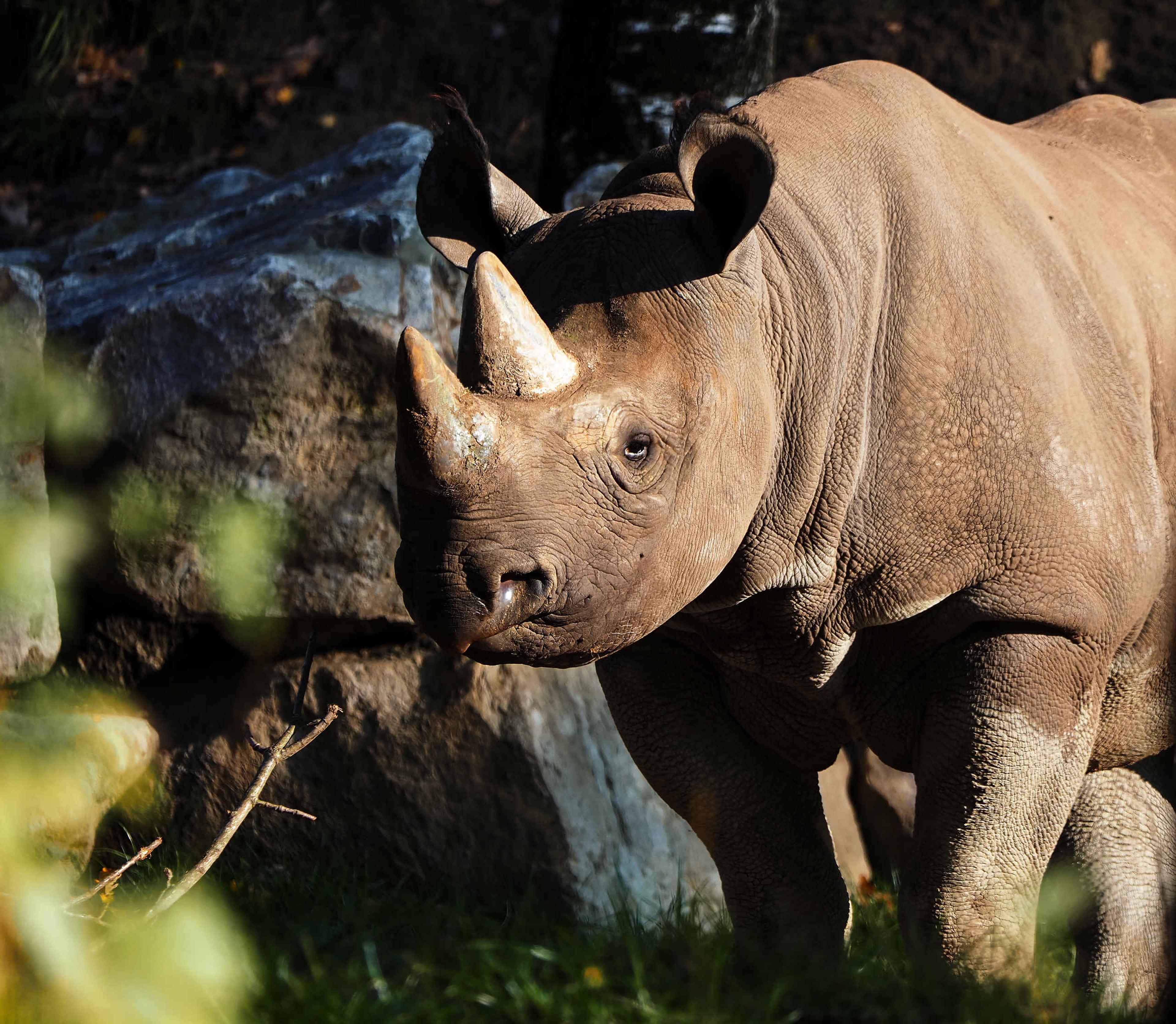 Een puntlipneushoorn loopt over de savanne bij Safaripark Beekse Bergen.