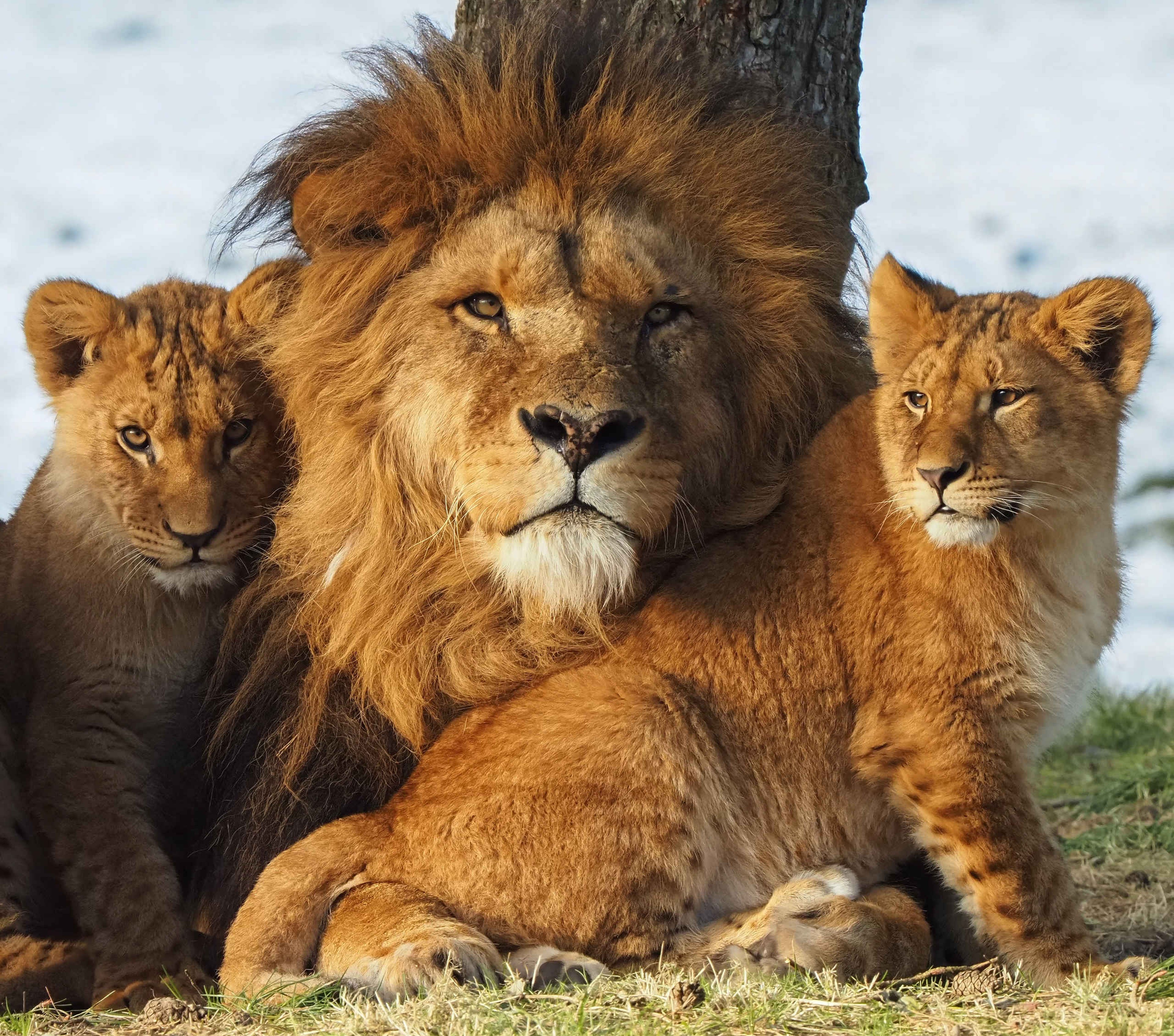 Leeuw met leeuwenjongen in de sneeuw in de winter in Safaripark Beekse Bergen
