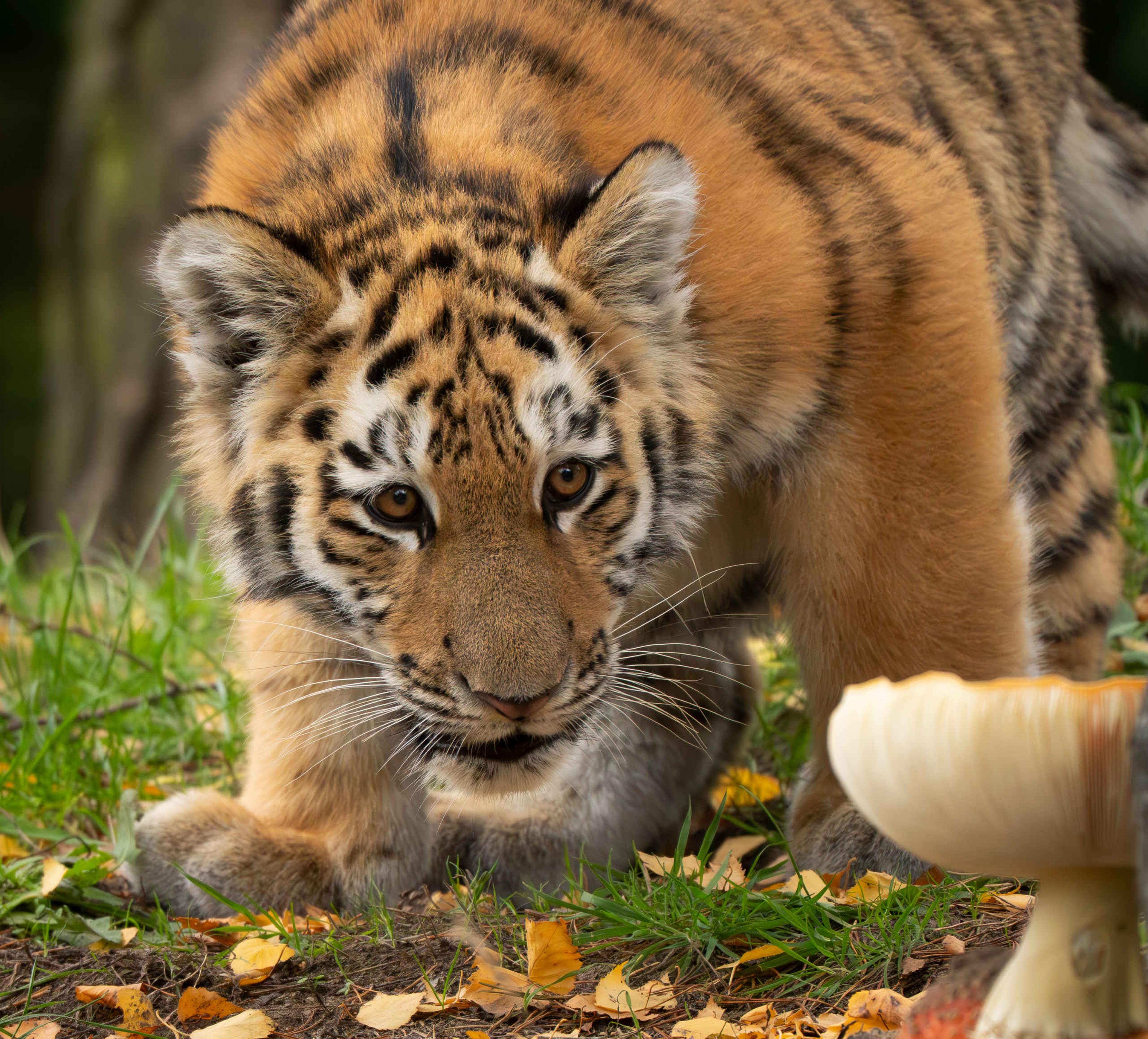 Herfst tijger bij een paddenstoel in Safaripark Beekse Bergen