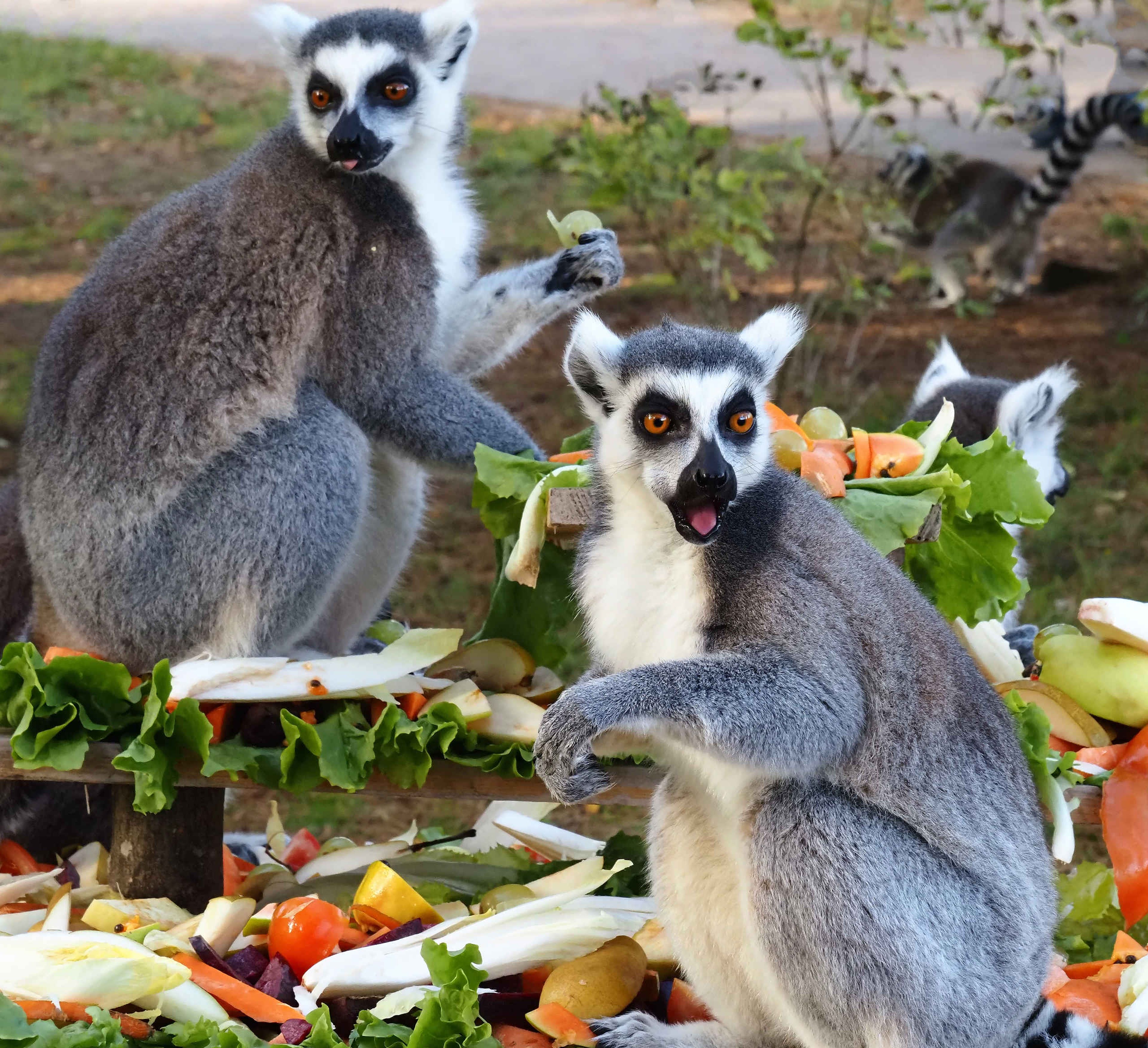 Ringstaartmaki eten groentes in Safaripark Beekse Bergen