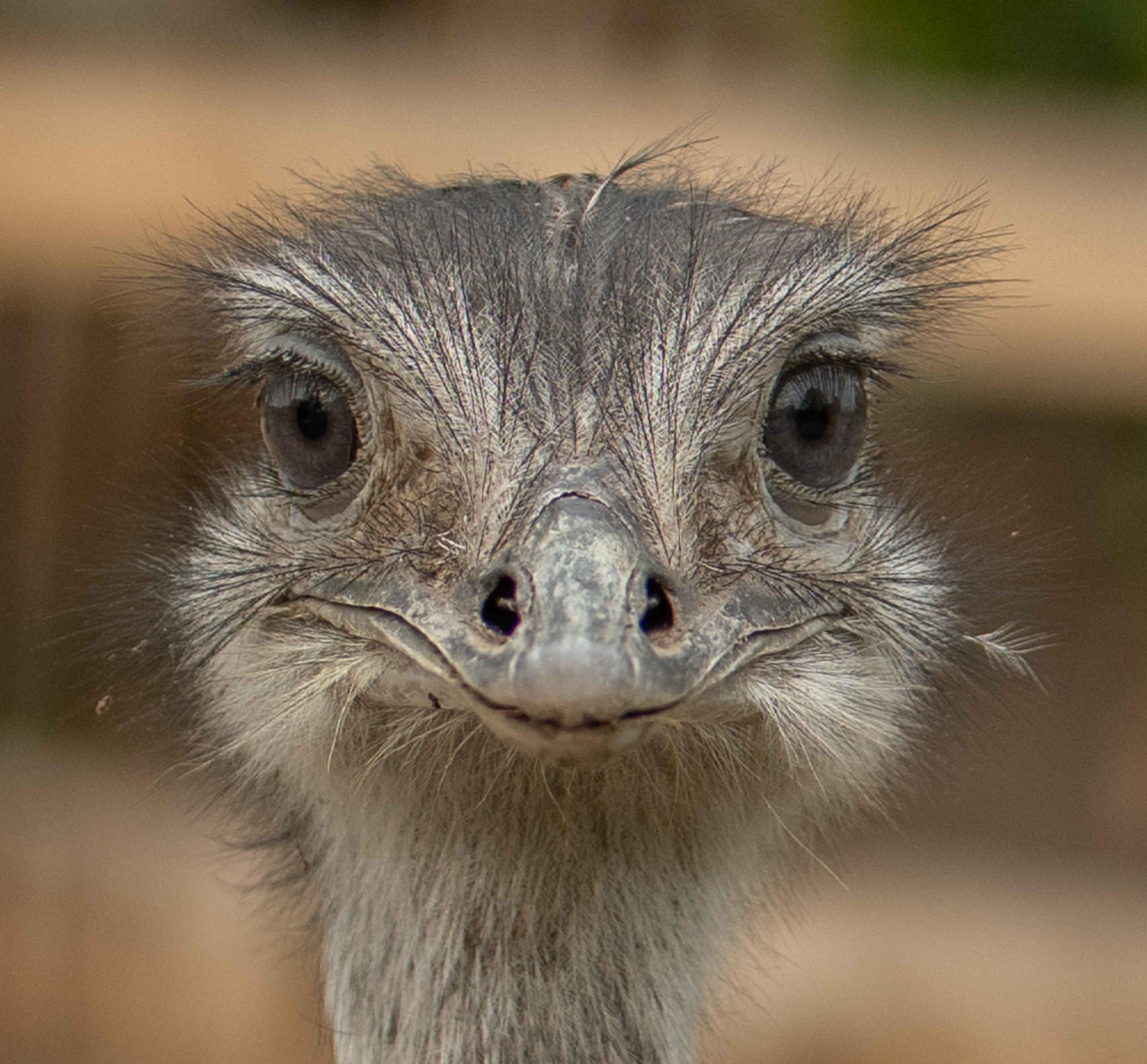 Een close-up van een Darwins nandoe in Eindhoven Zoo.
