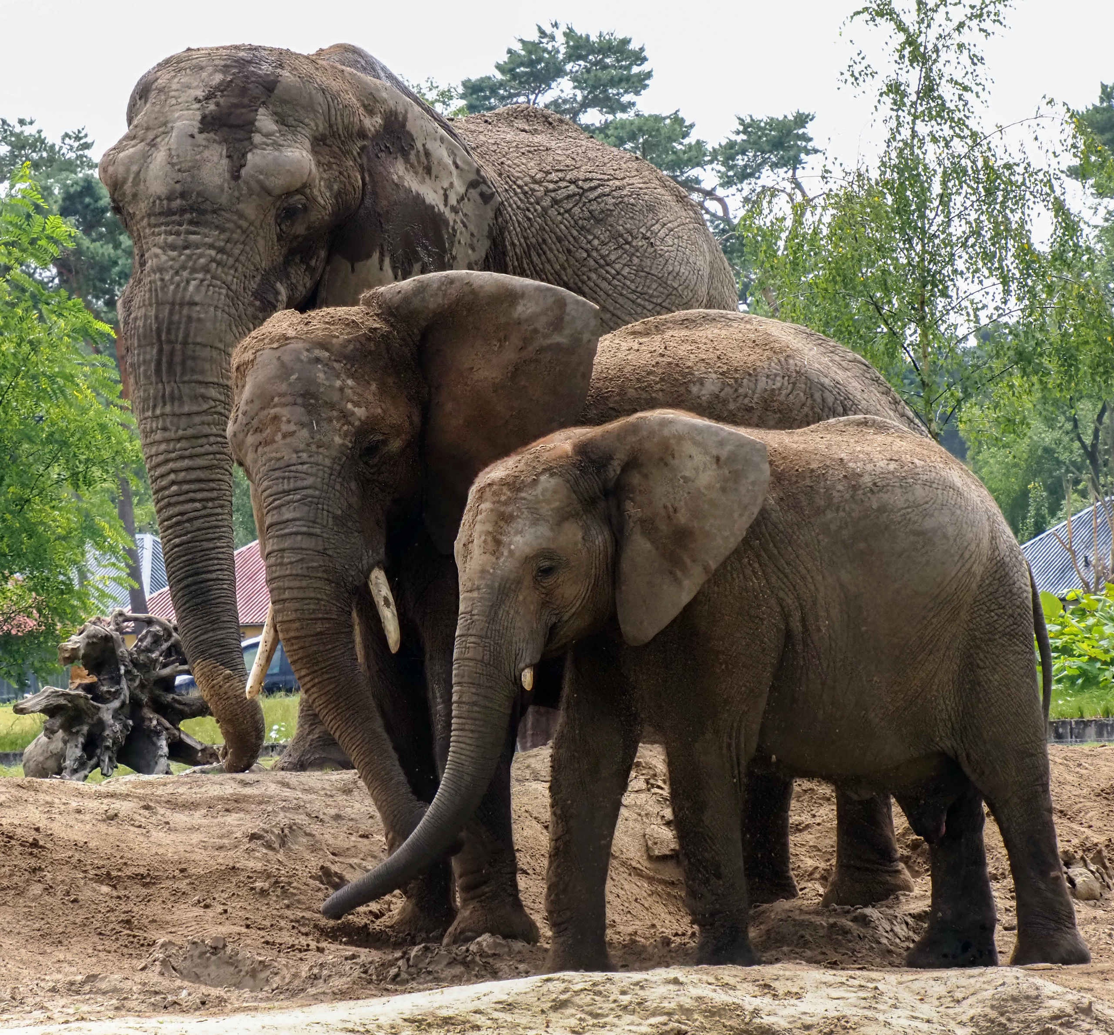 Drie olifanten in het olifantenverblijf in Safaripark Beekse Bergen