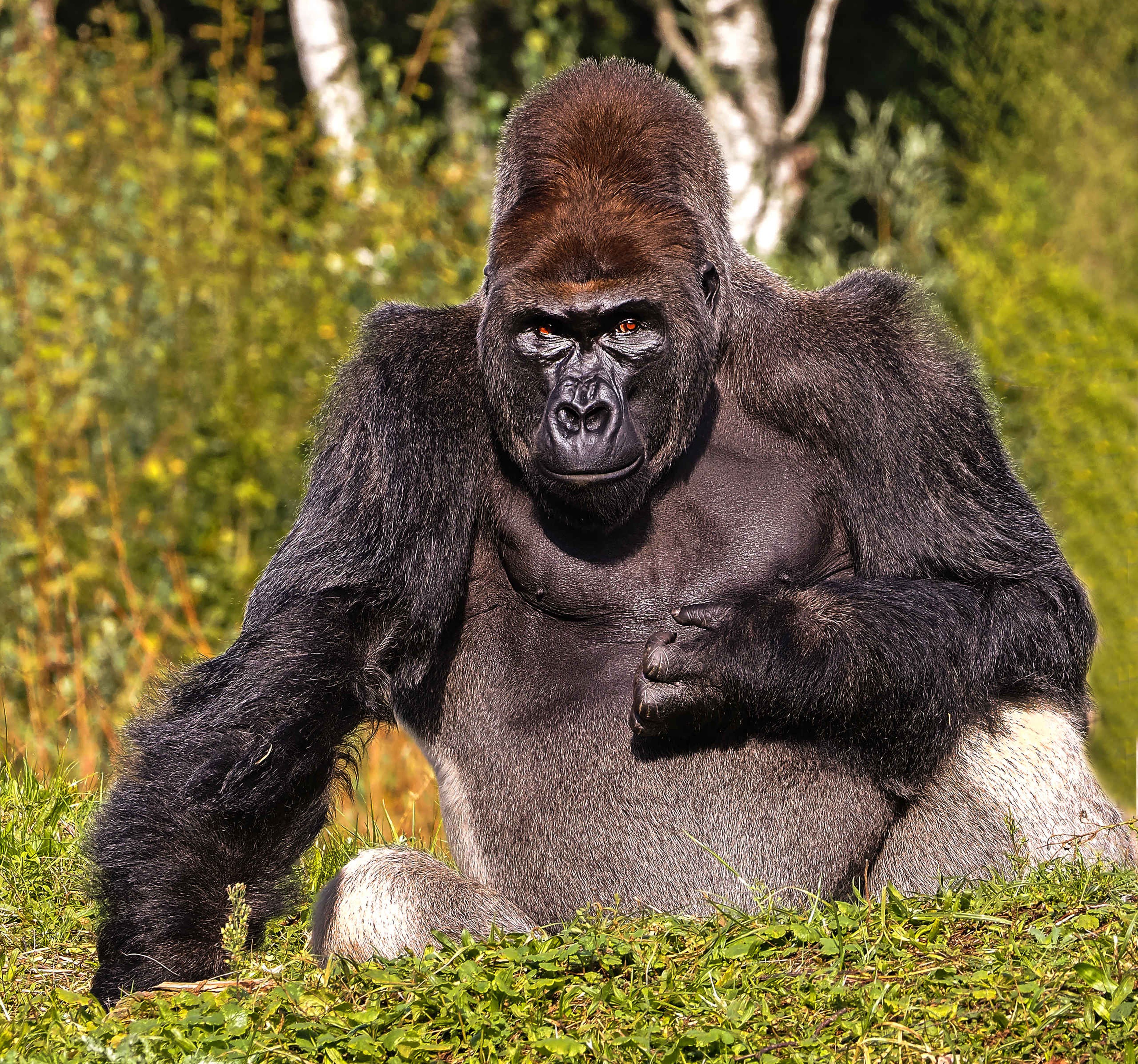 Westelijke laagland gorilla close-up zittend in Safaripark Beekse Bergen