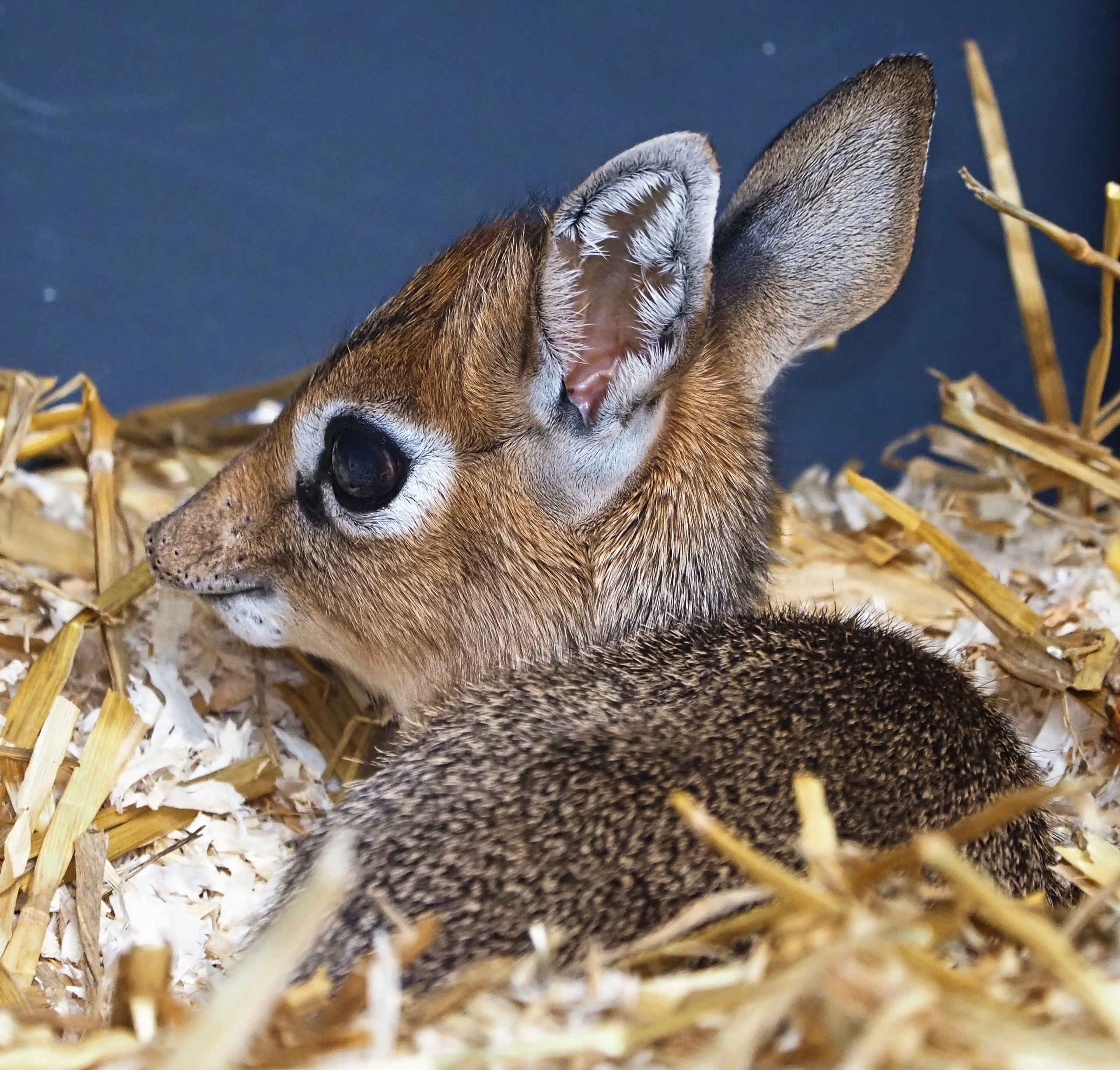 Jonge kirk's dik-dik liggend in Safaripark Beekse Bergen