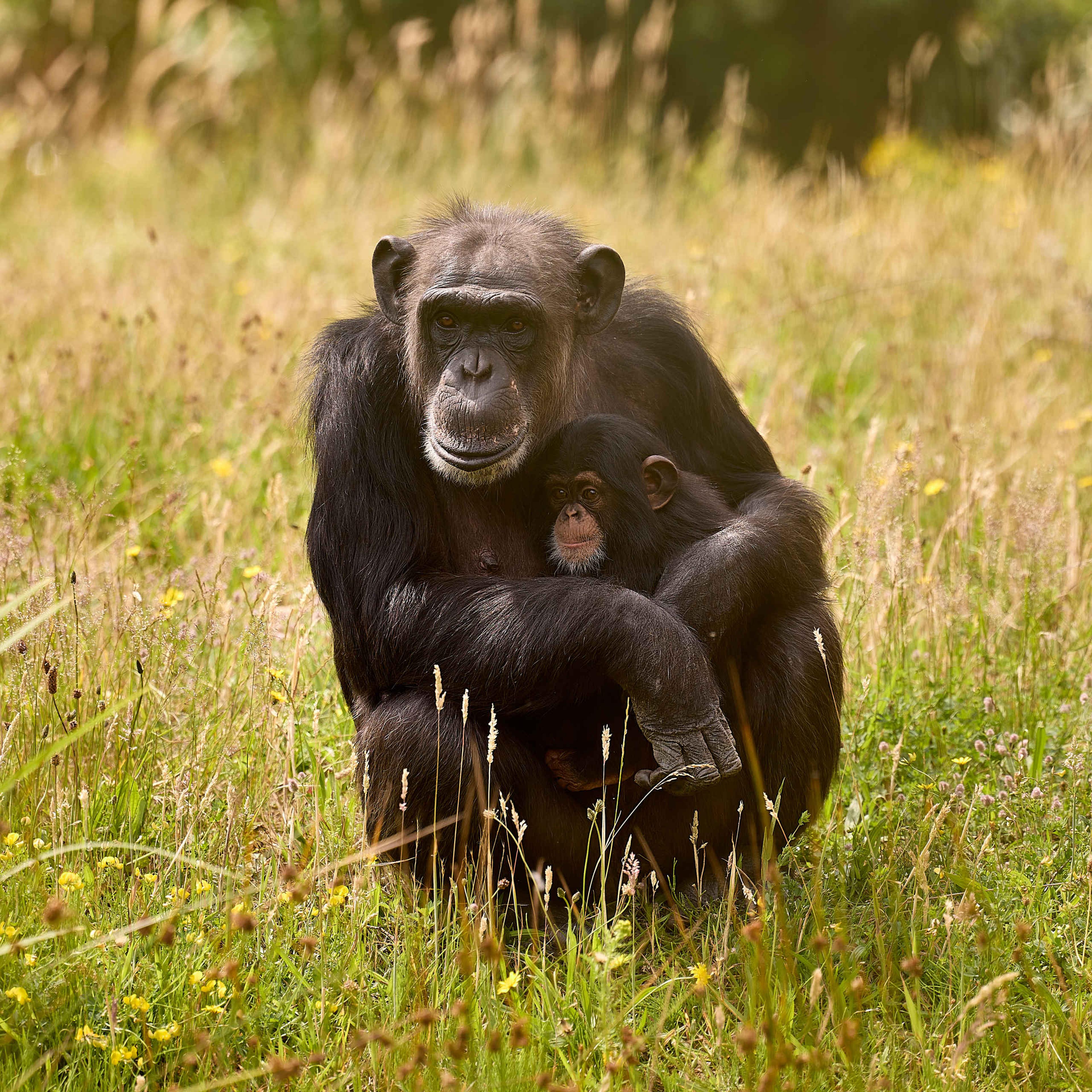 Chimpansee jong Eindhoven Zoo
