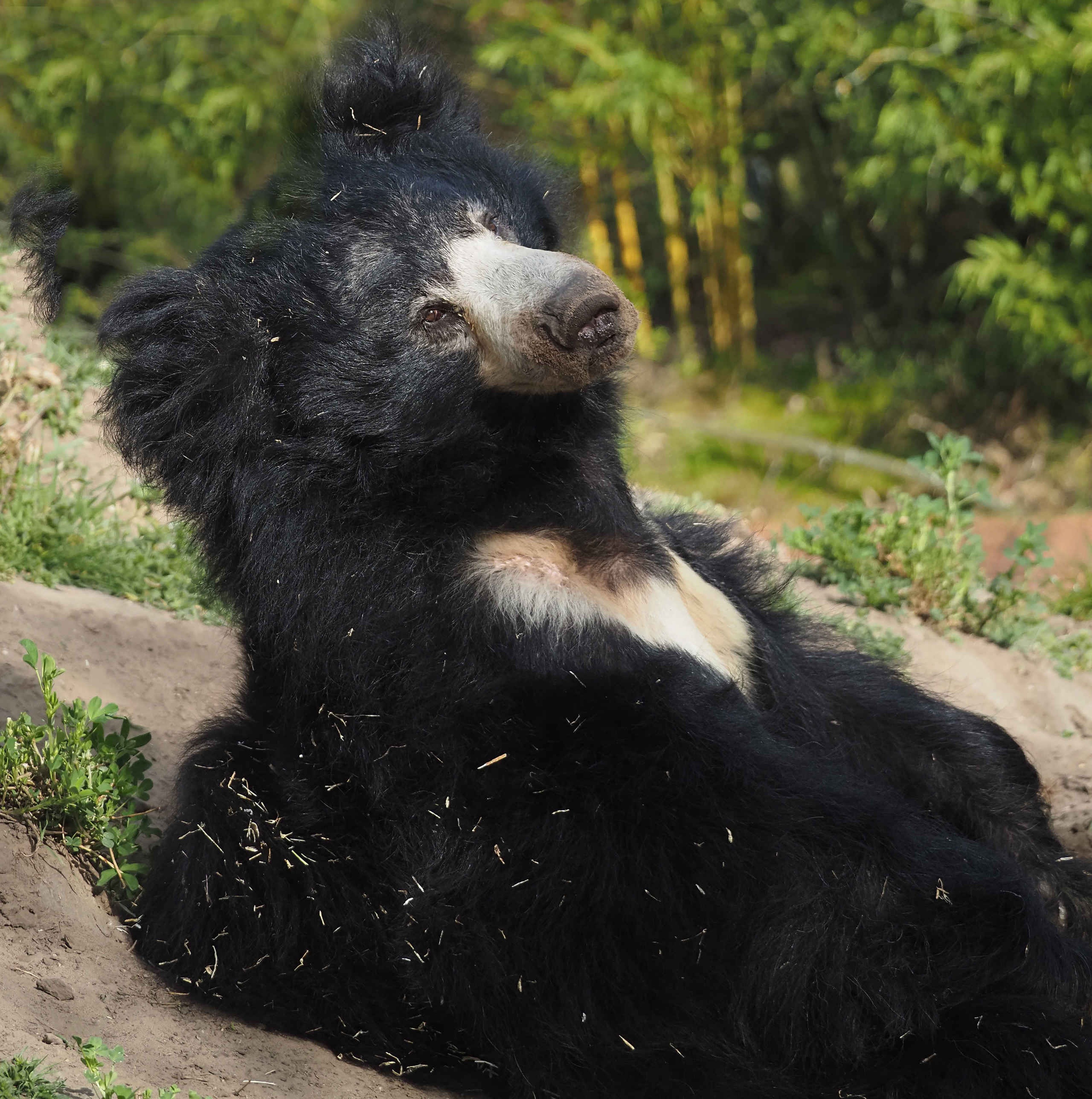 Lippenbeer zittend in Safaripark Beekse Bergen