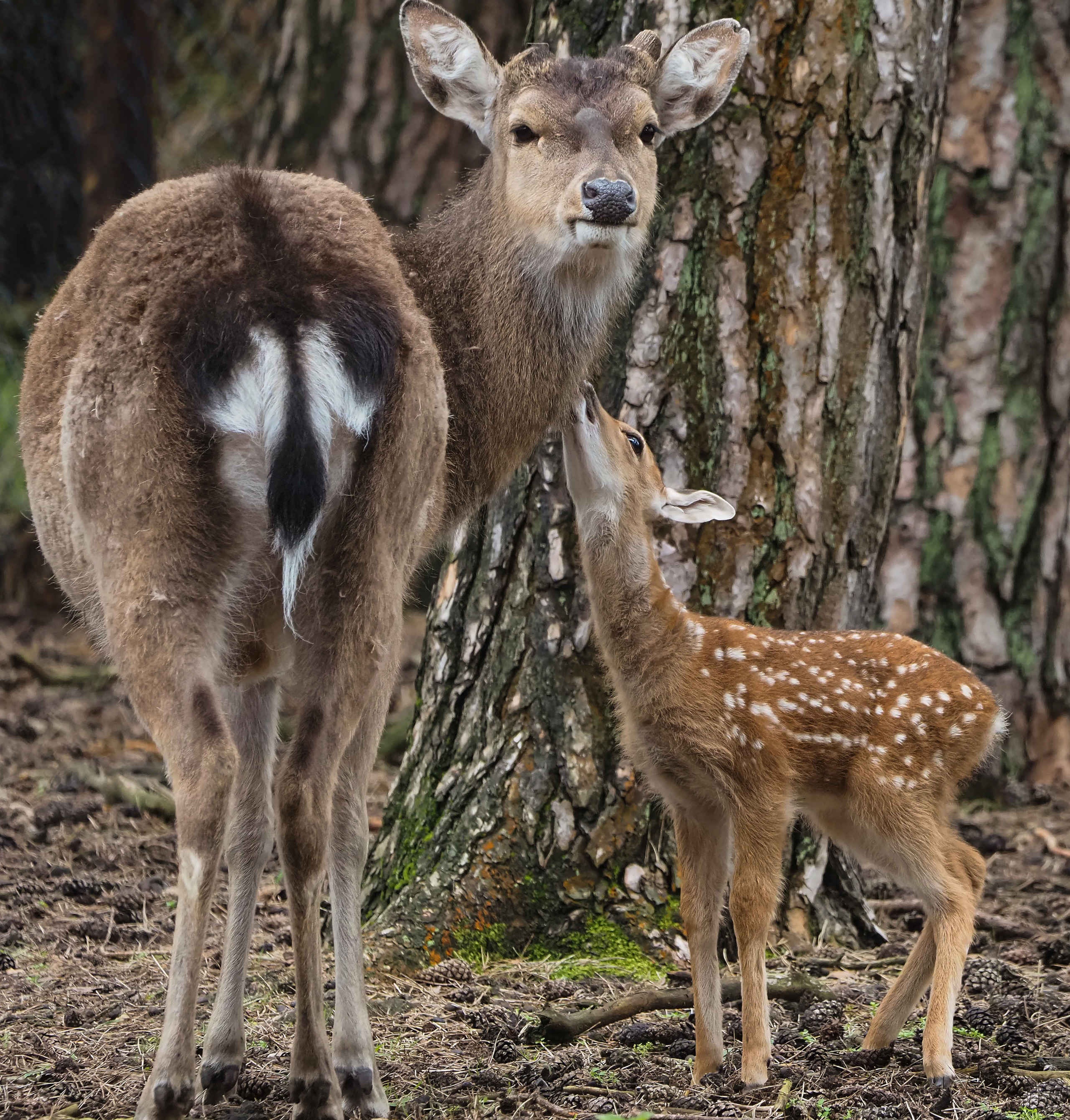 Vietnamees sikahert met jong bij een boom in Safaripark Beekse Bergen