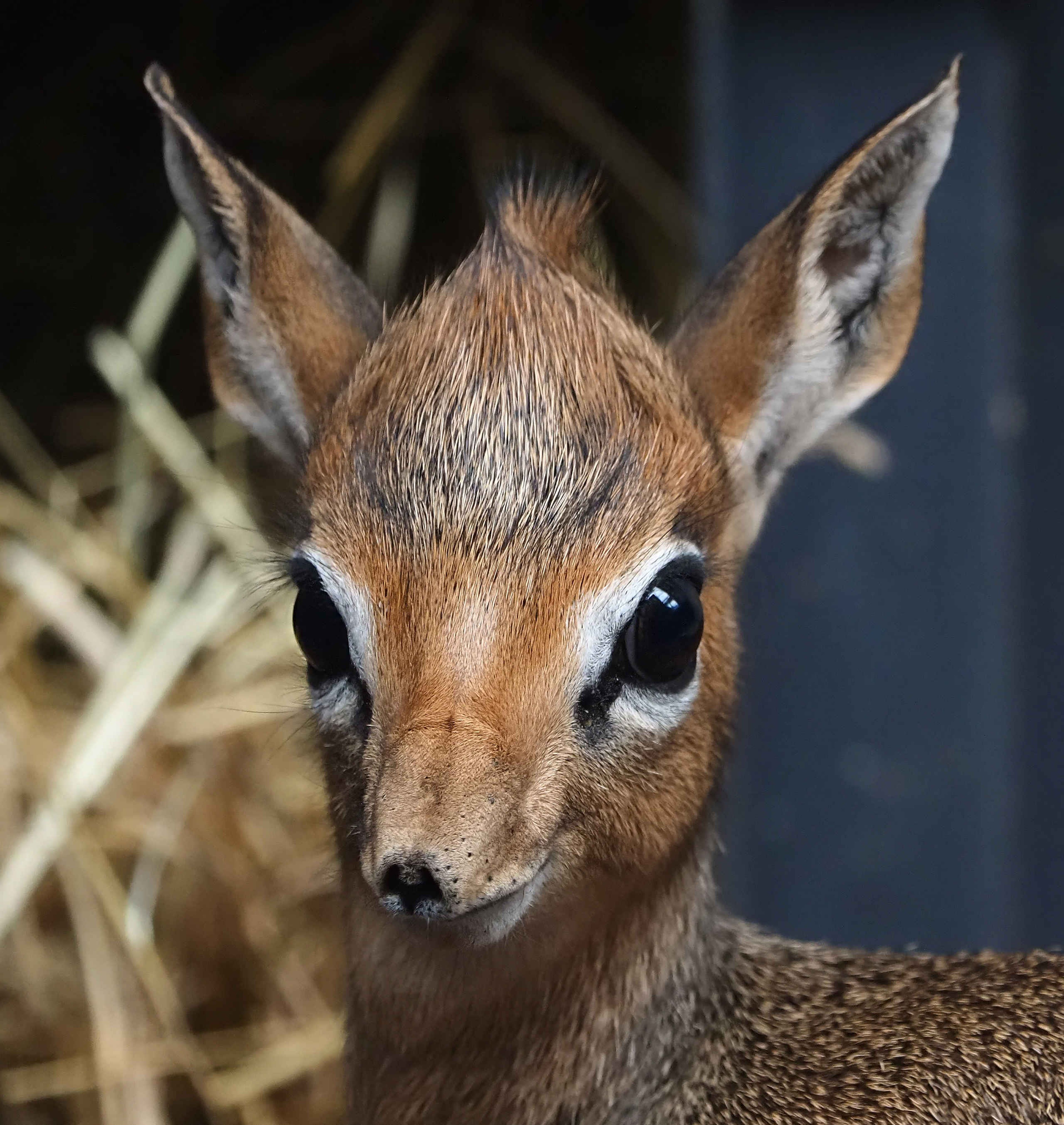 Close-up van jonge kirk's dik-dik in Safaripark Beekse Bergen