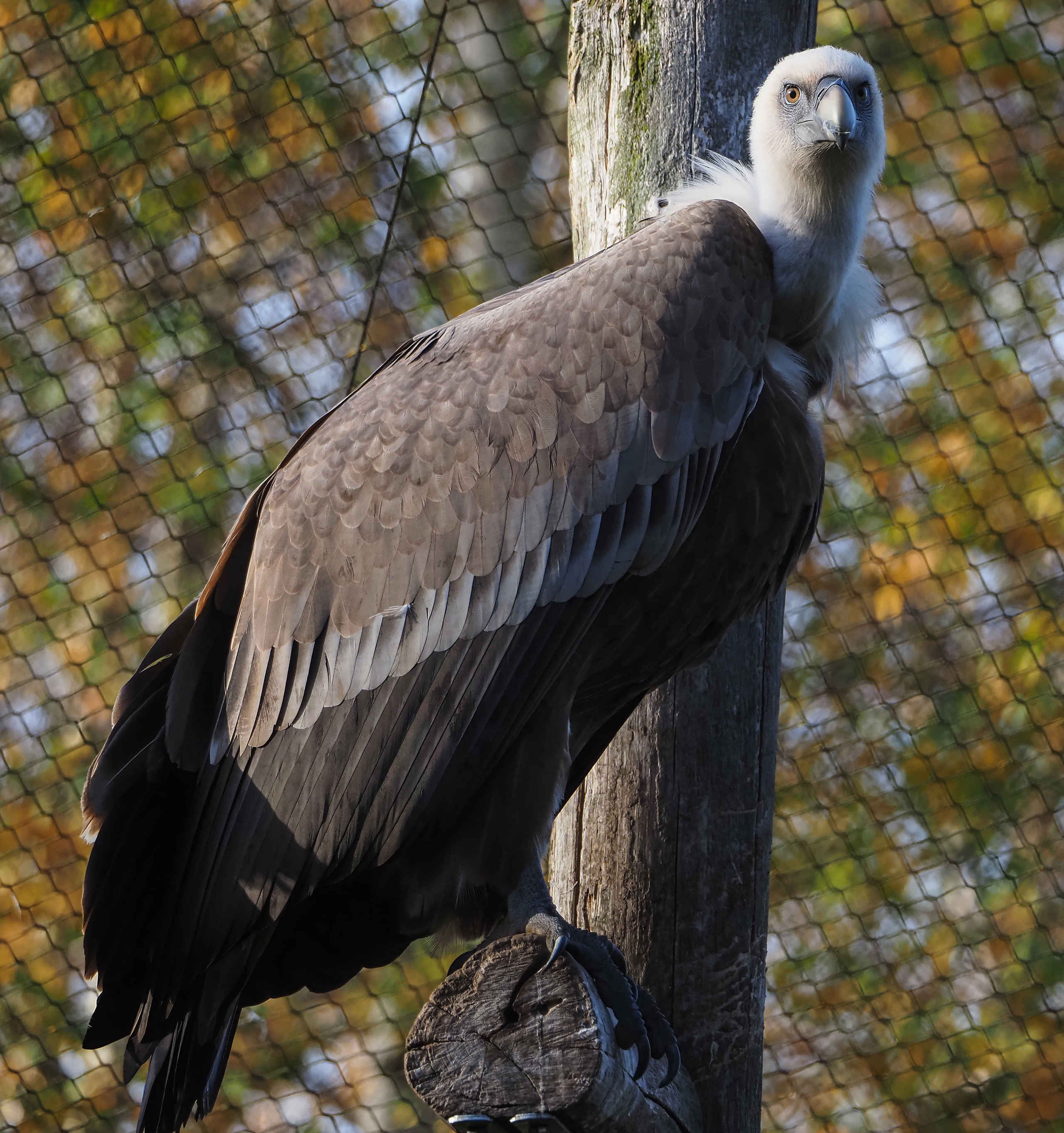 Vale gier een roofvogel op een tak close-up in Safaripark Beekse Bergen
