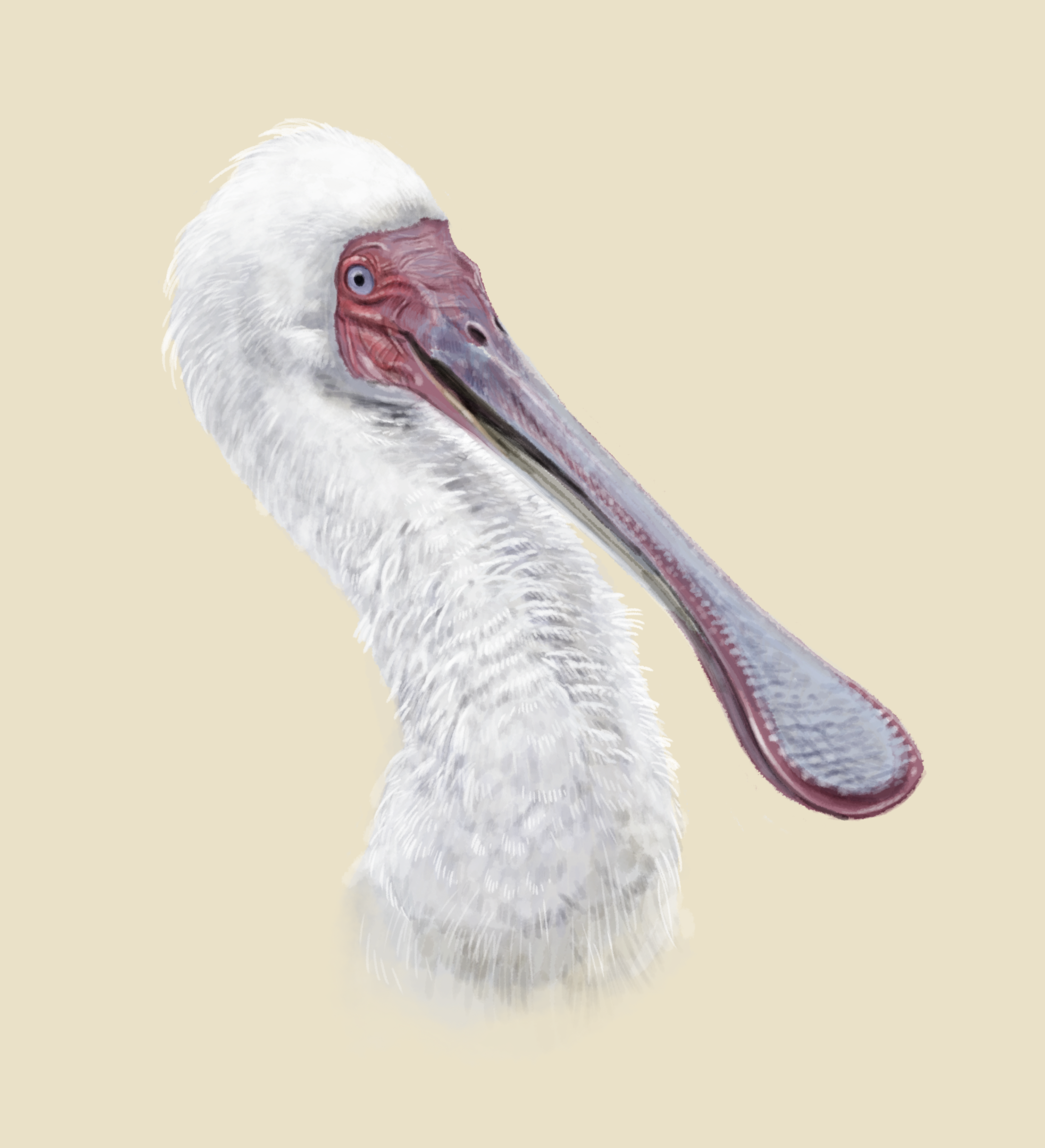 Tekening van een Afrikaanse lepelaar Safaripark Beekse Bergen