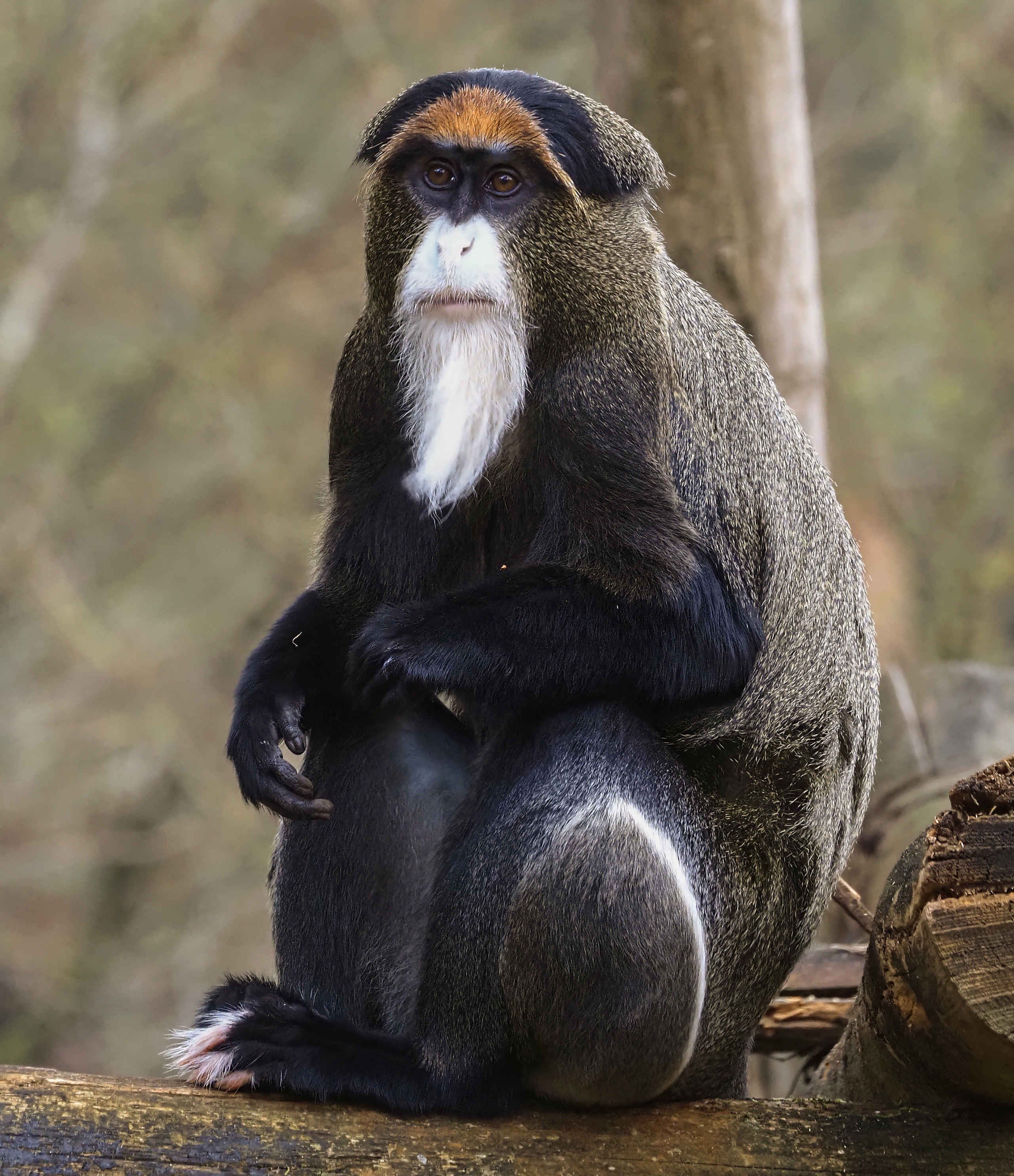 Brazzameerkat close-up in Safaripark Beekse Bergen