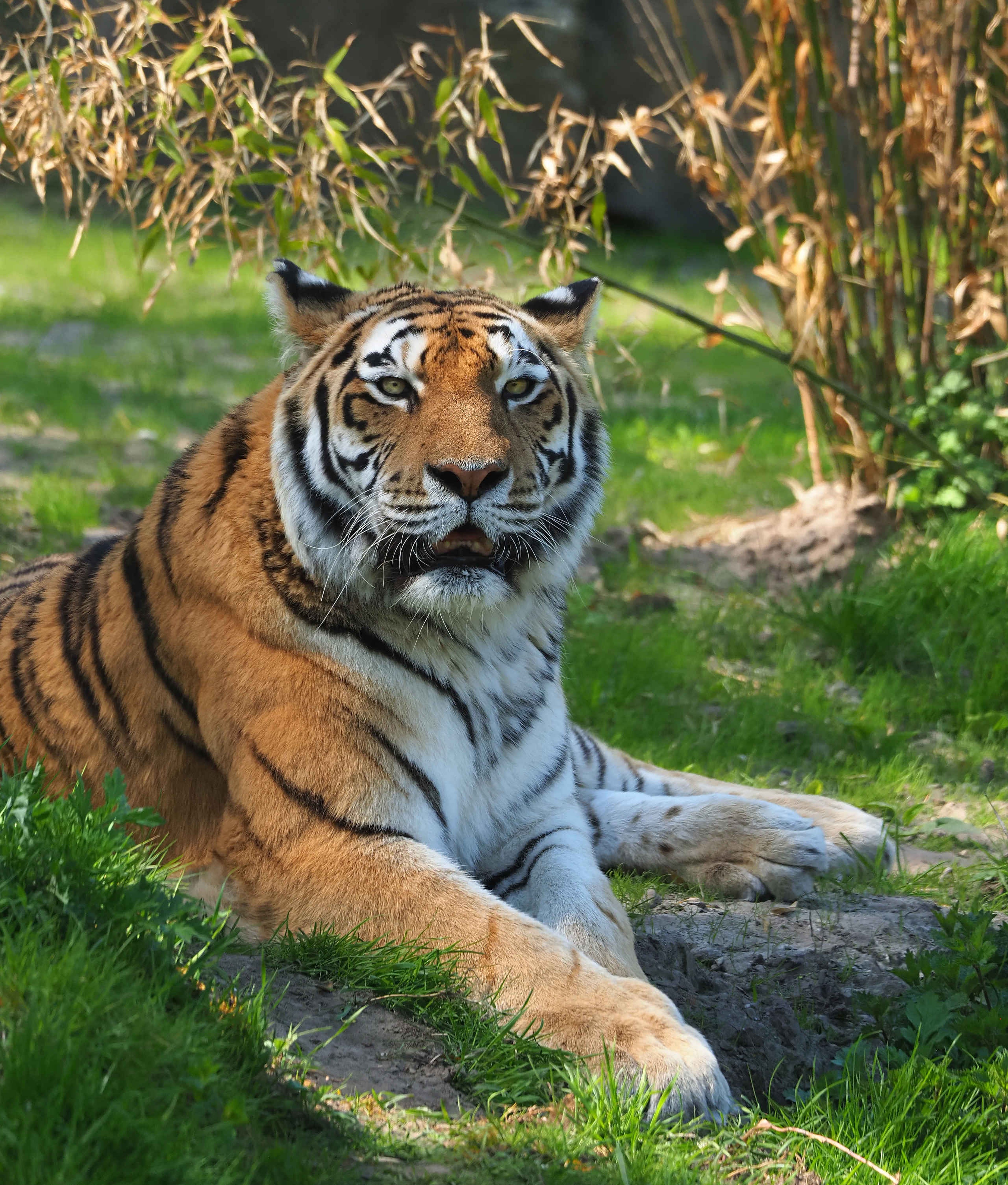Een amoertijger ligt in het gras in de zon bij ZooParc Overloon.