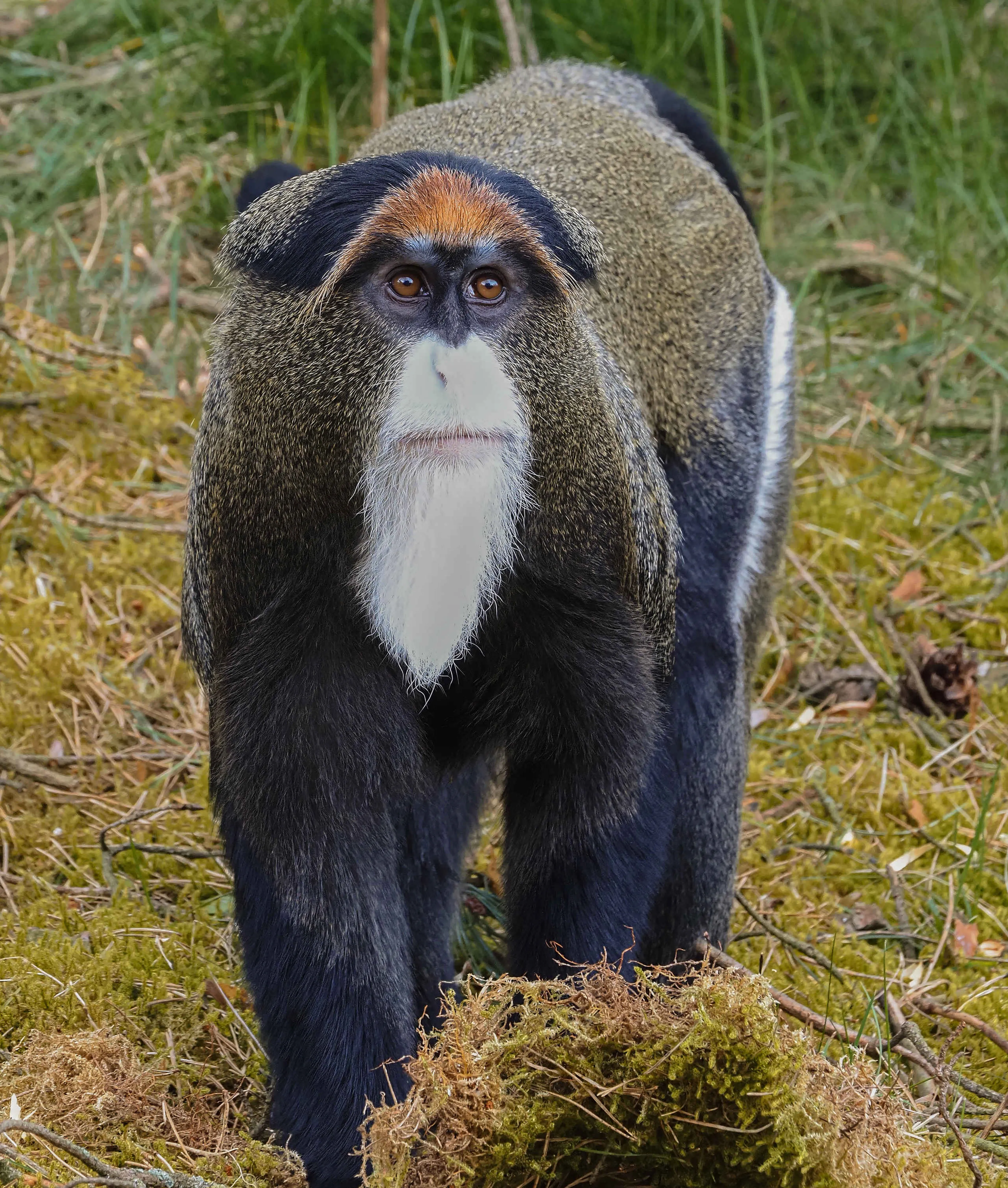 Brazzameerkat in verblijf in Safaripark Beekse Bergen