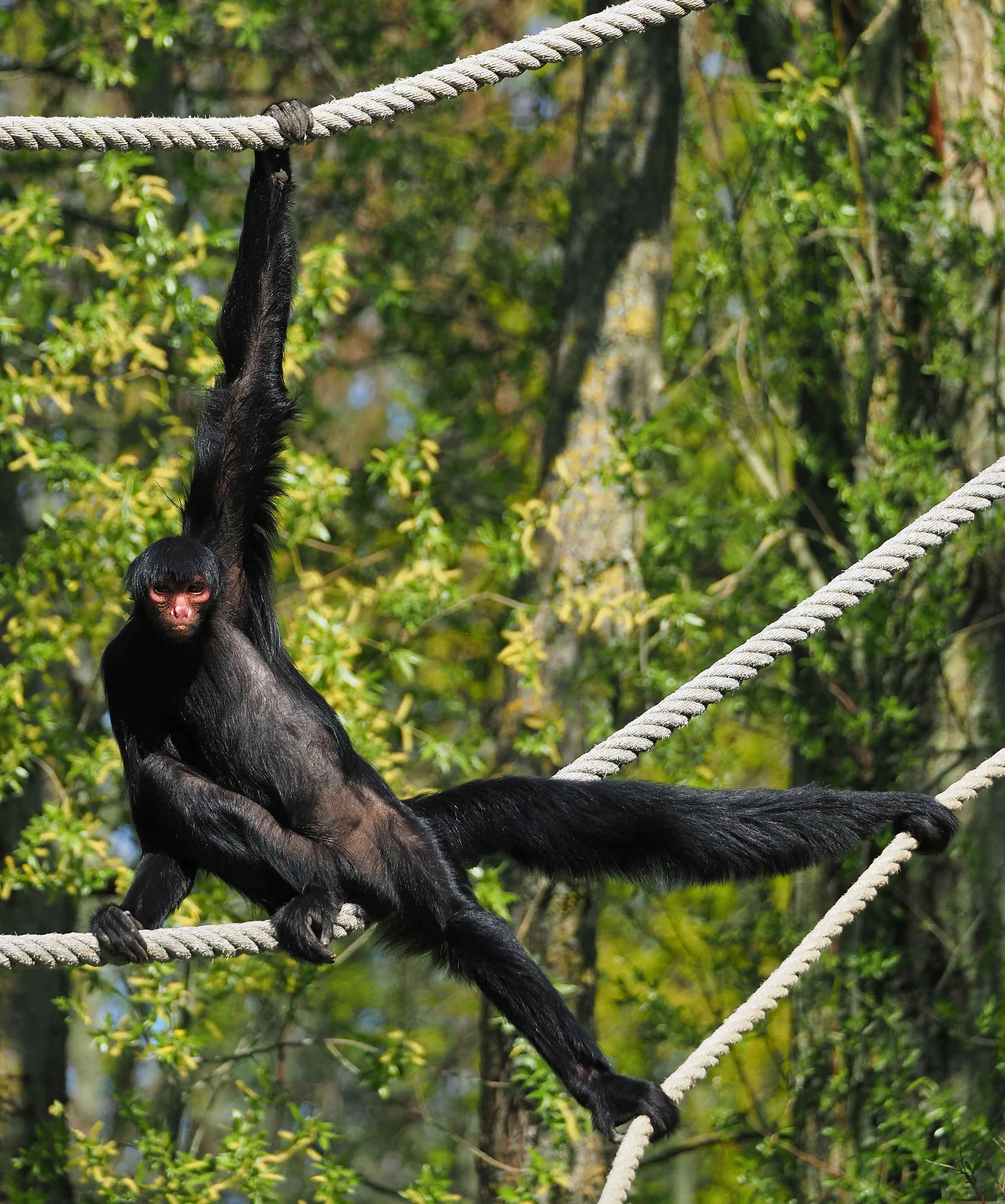 Zwarte slingeraap in touwen ZooParc Overloon