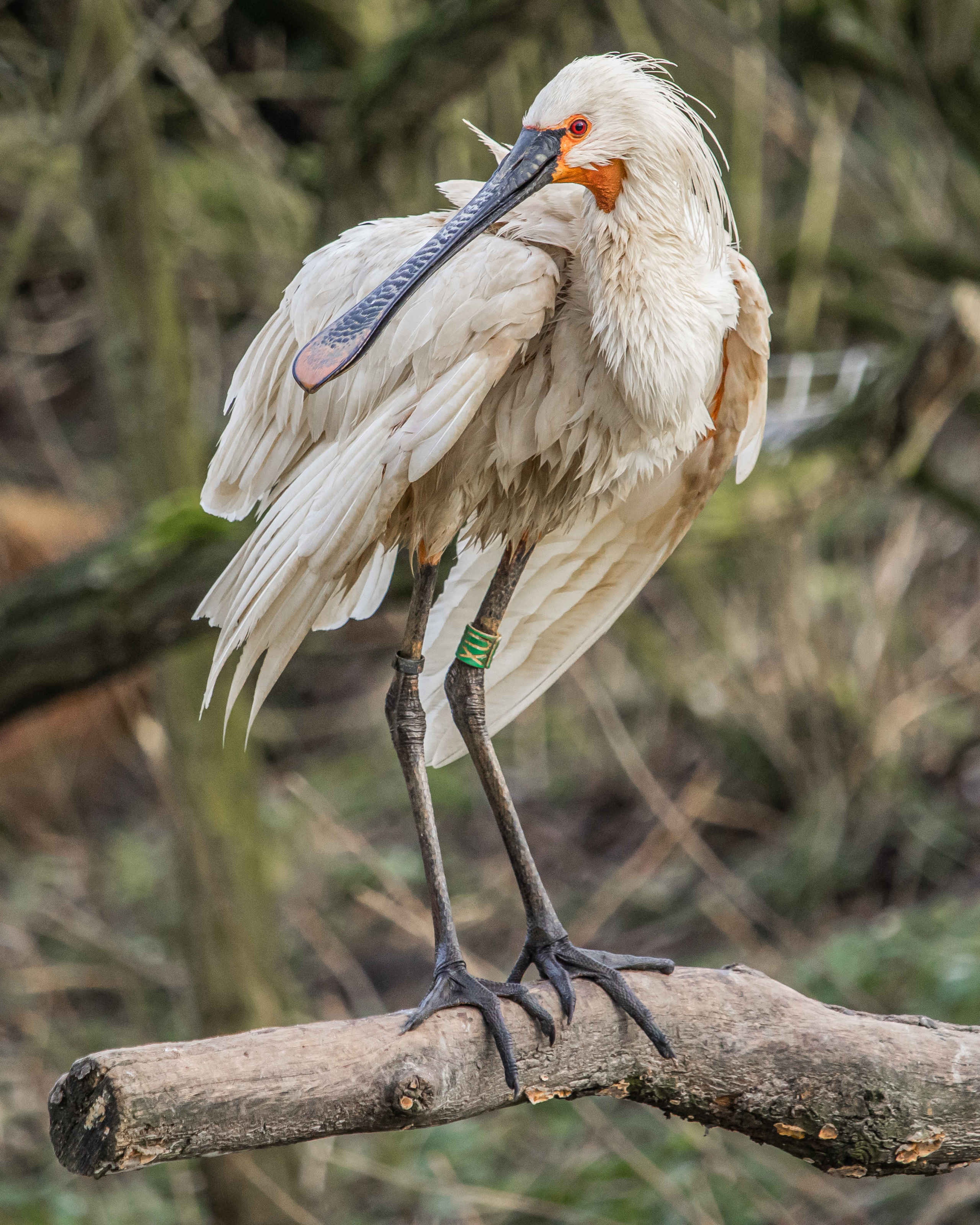 Een Europese lepelaar bij Eindhoven Zoo.