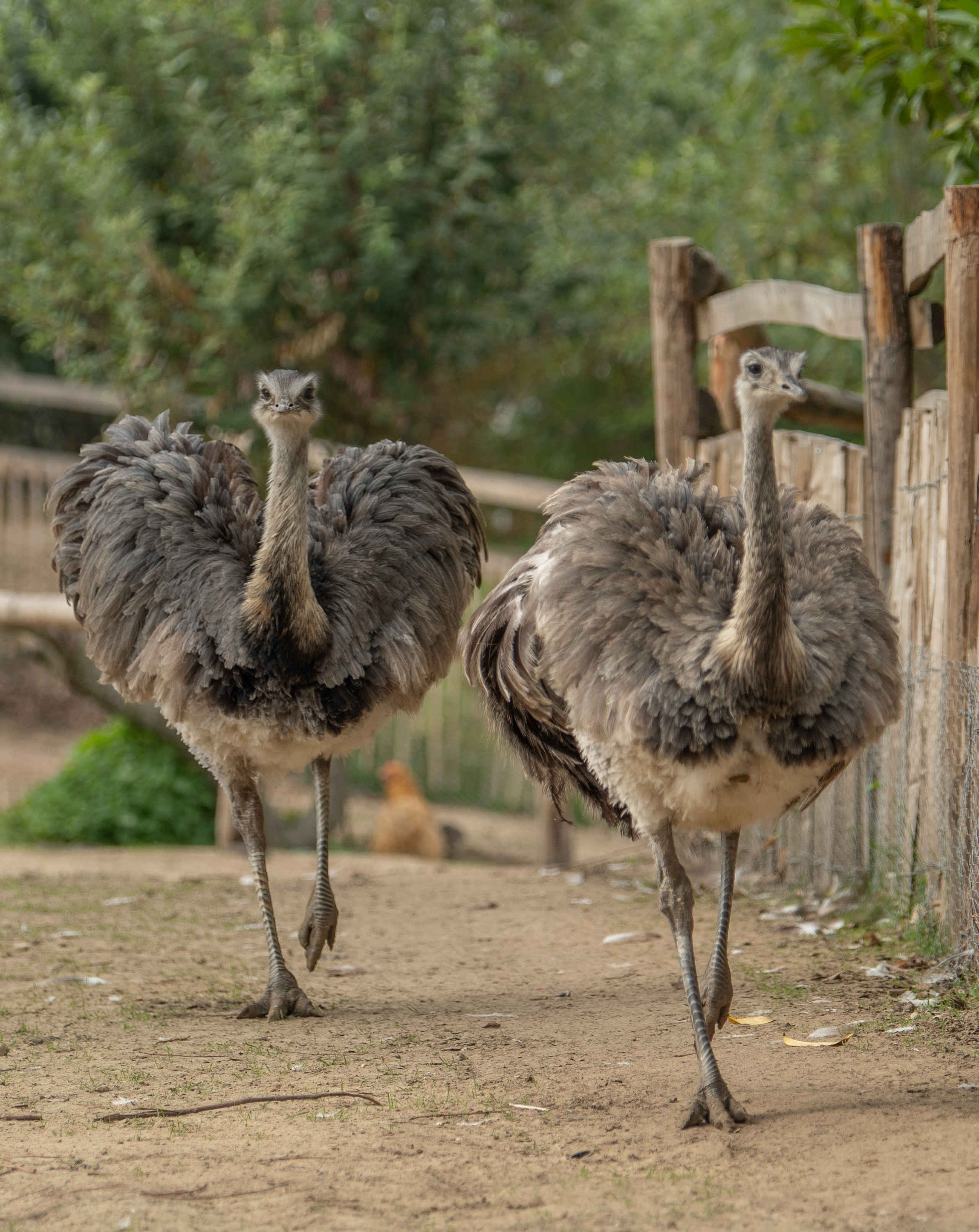 Twee Darwins nandoes rennen door het verblijf in Eindhoven Zoo.