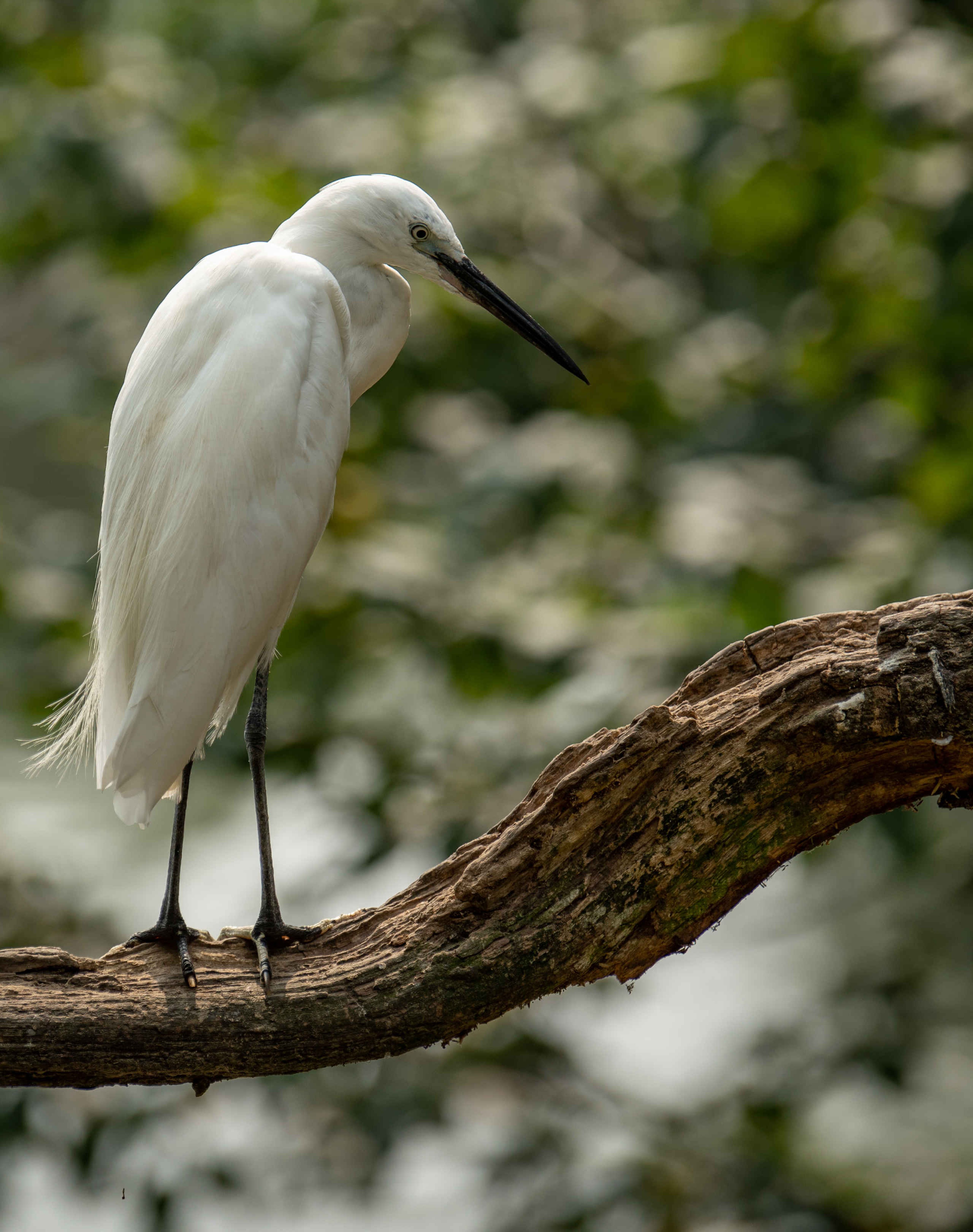 Een kleine zilverreiger bij Eindhoven Zoo.