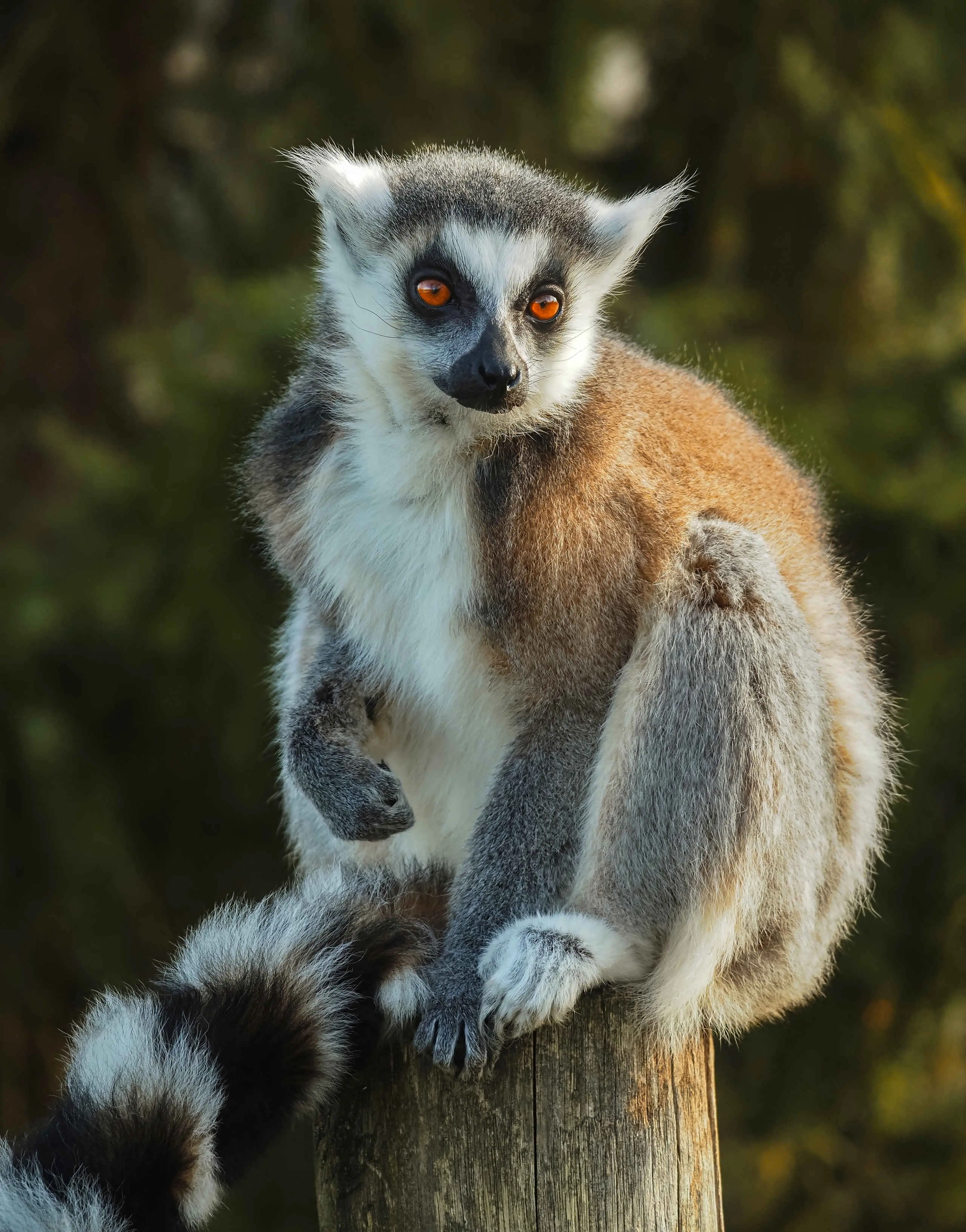 Een ringstaartmaki zit op een paal in de zon bij Eindhoven Zoo.