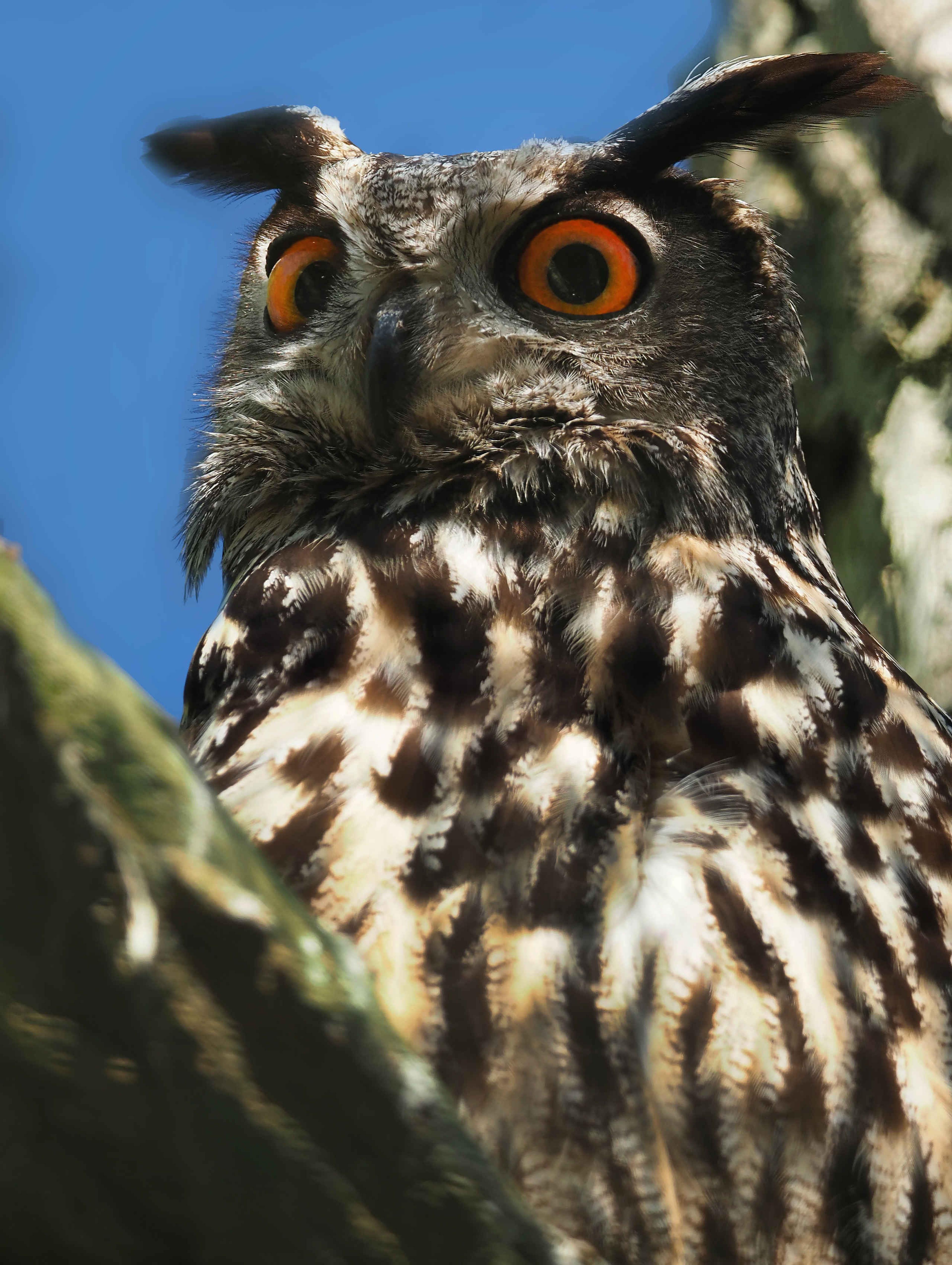 Een Europese oehoe zit in een boom bij Eindhoven Zoo.