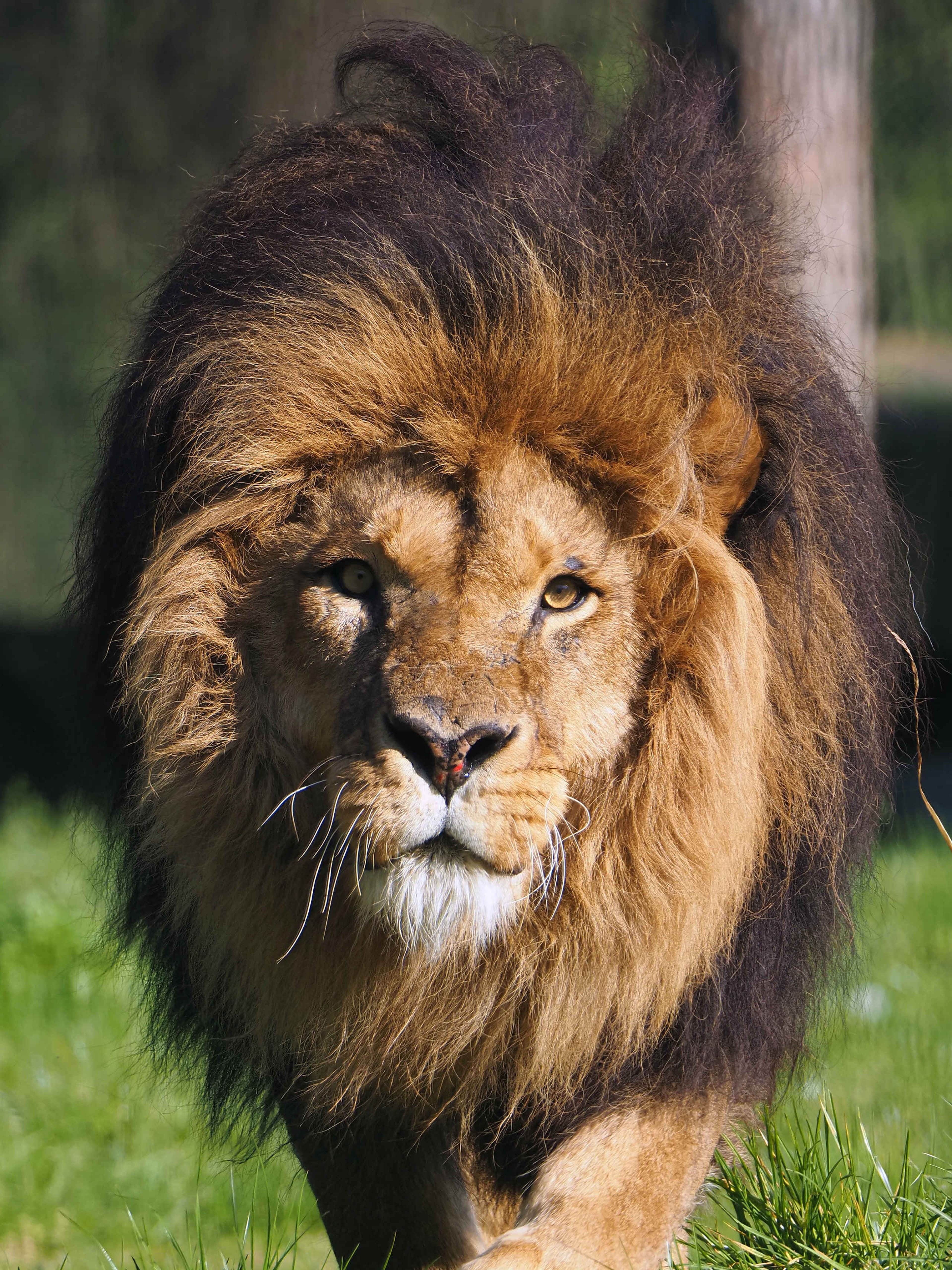 Afrikaanse leeuw in Eindhoven Zoo