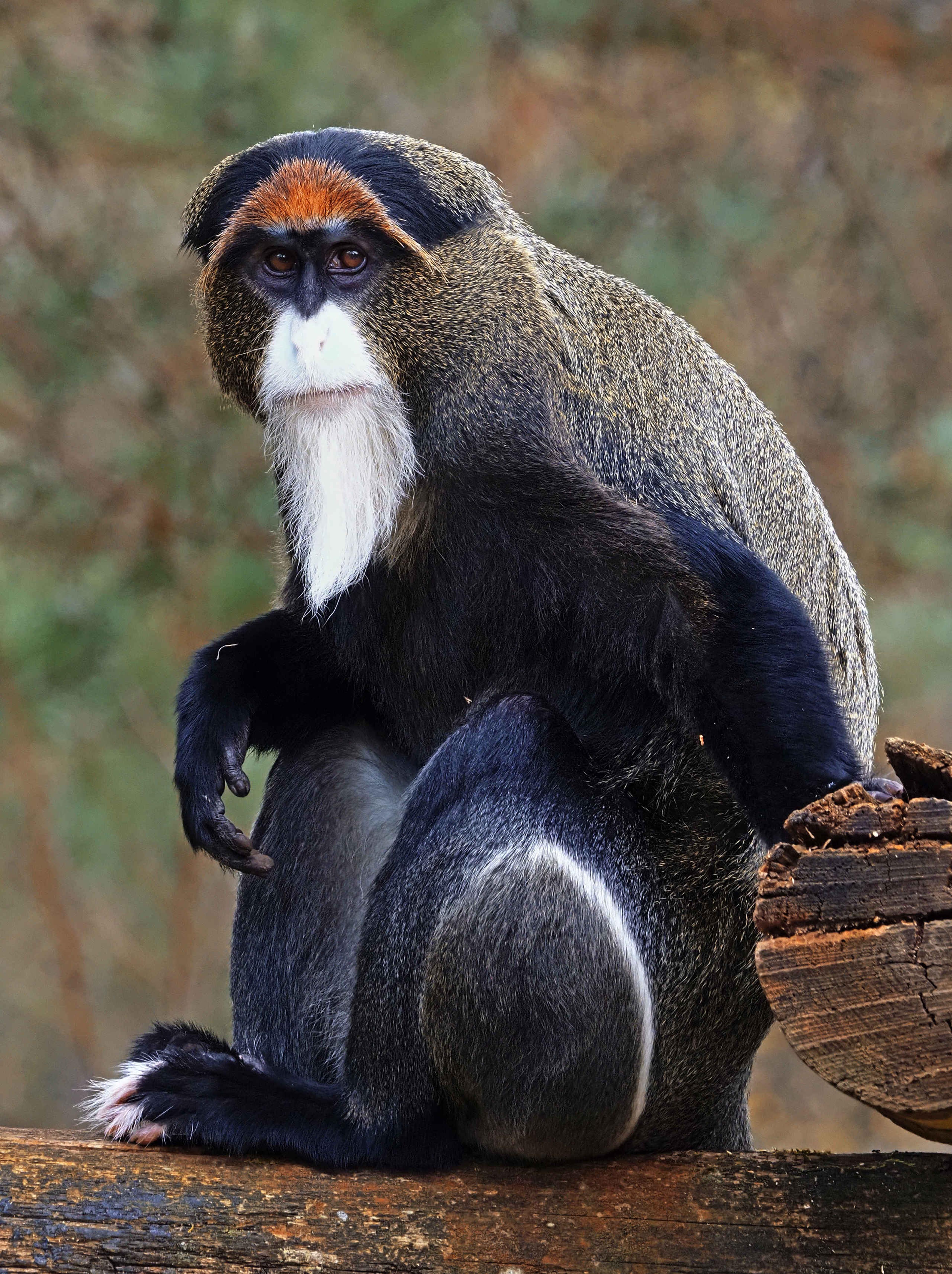 Brazzameerkant in boomstronk in Safaripark Beekse Bergen