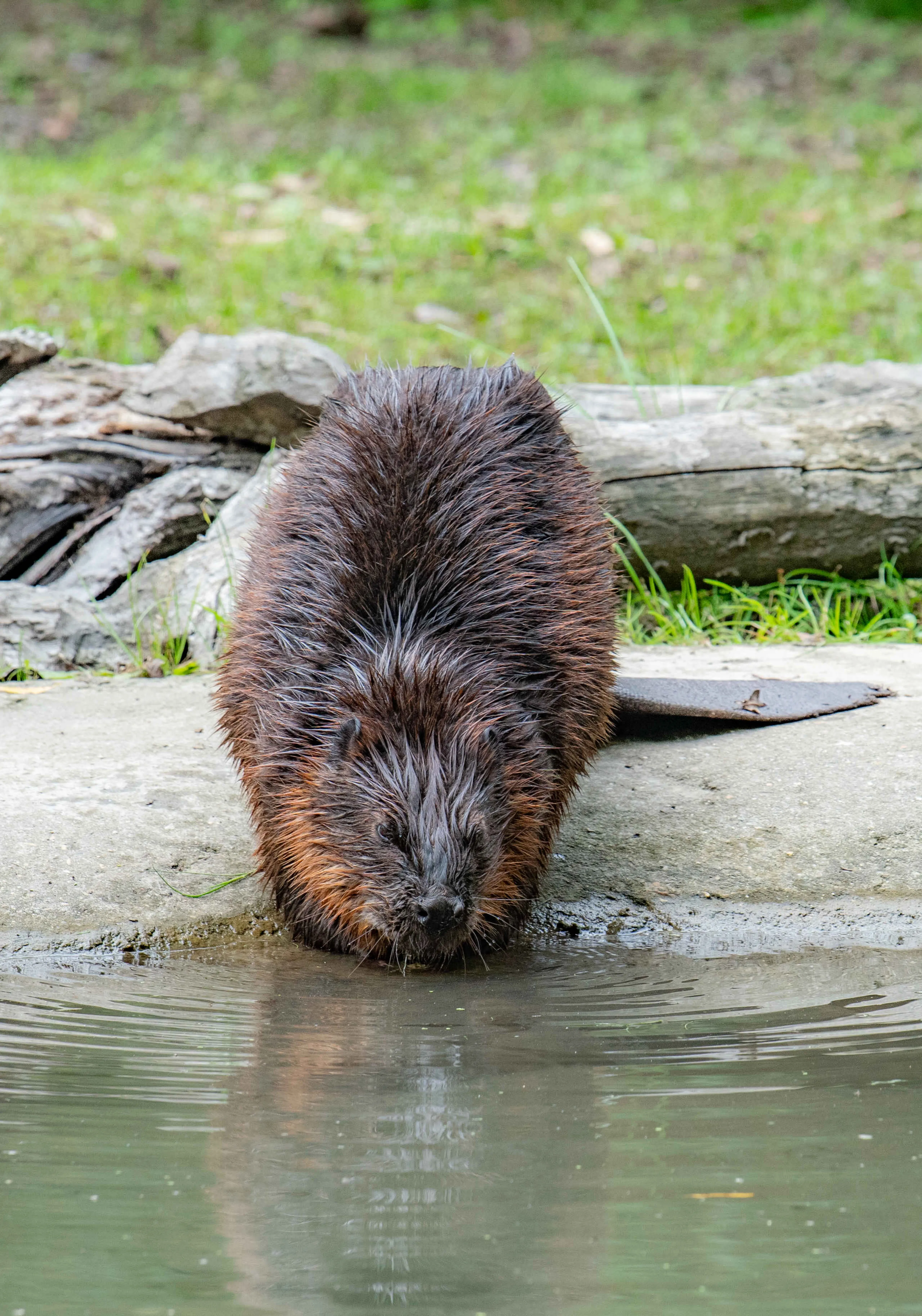 Een Canadese bever drinkt water bij Eindhoven Zoo.