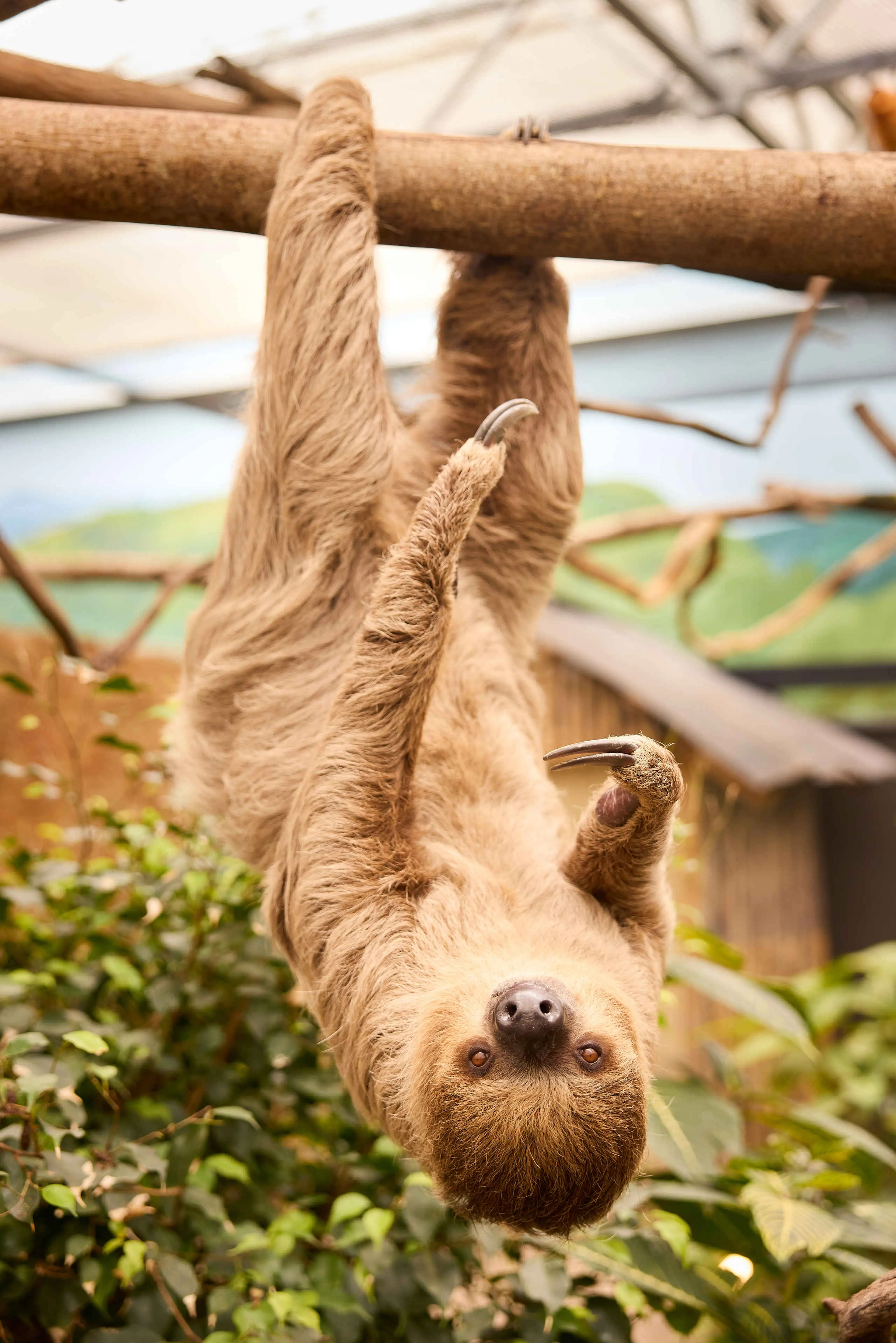 Luiaard hangend aan tak in Madidi ZooParc Overloon