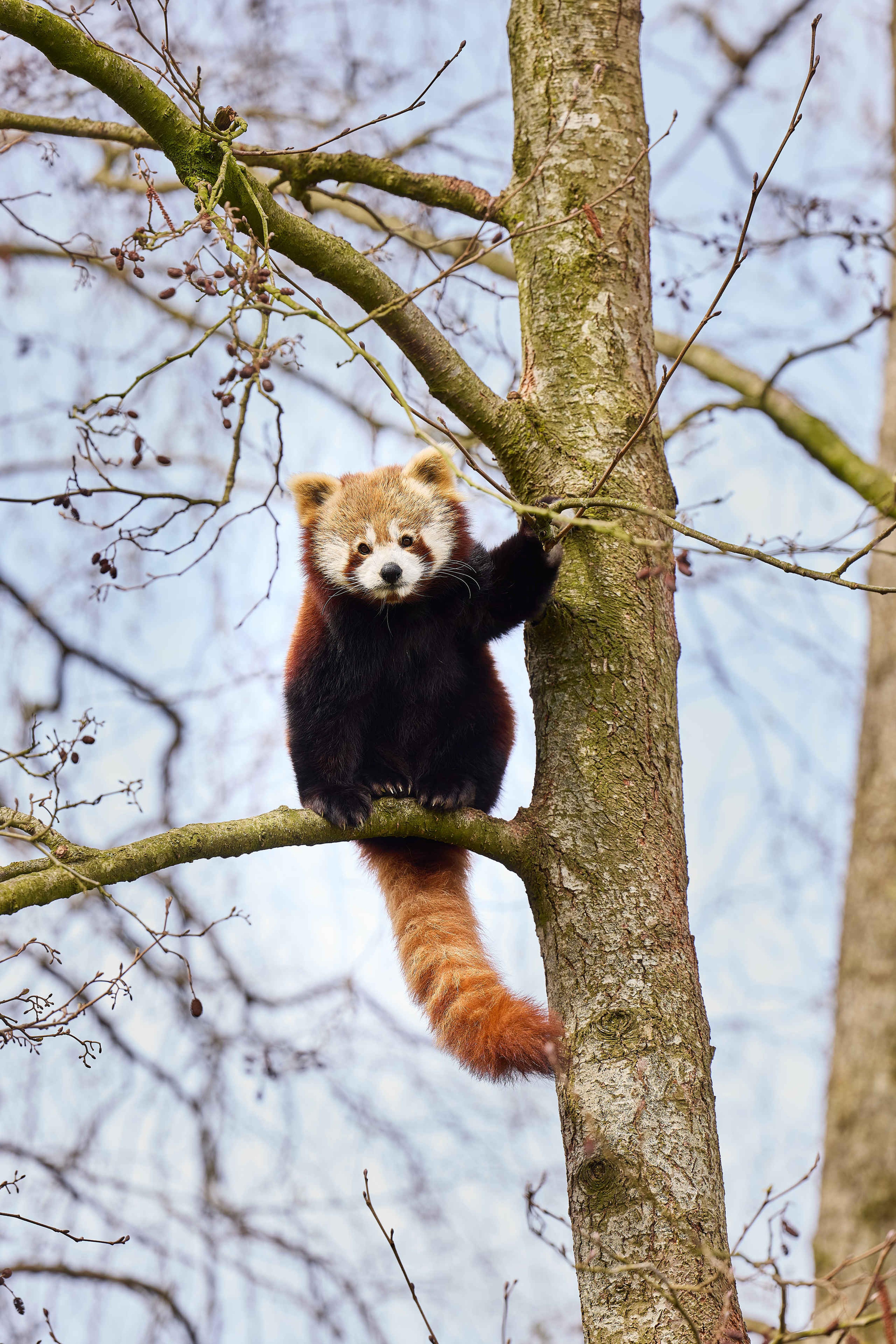 Rode panda hoog in boom AquaZoo Leeuwarden