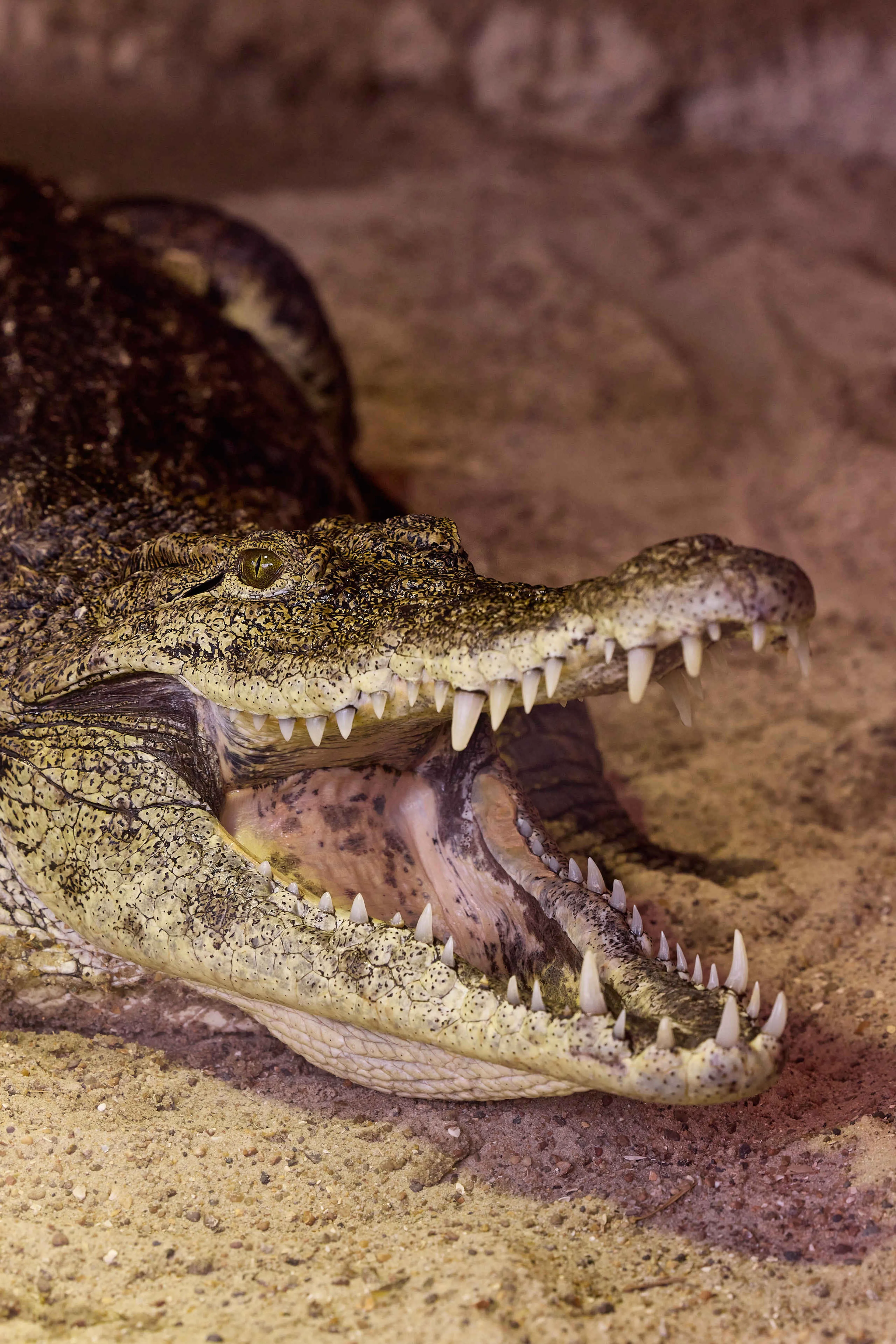 Close up van krokodil in het binnenverblijf bij AquaZoo Leeuwarden
