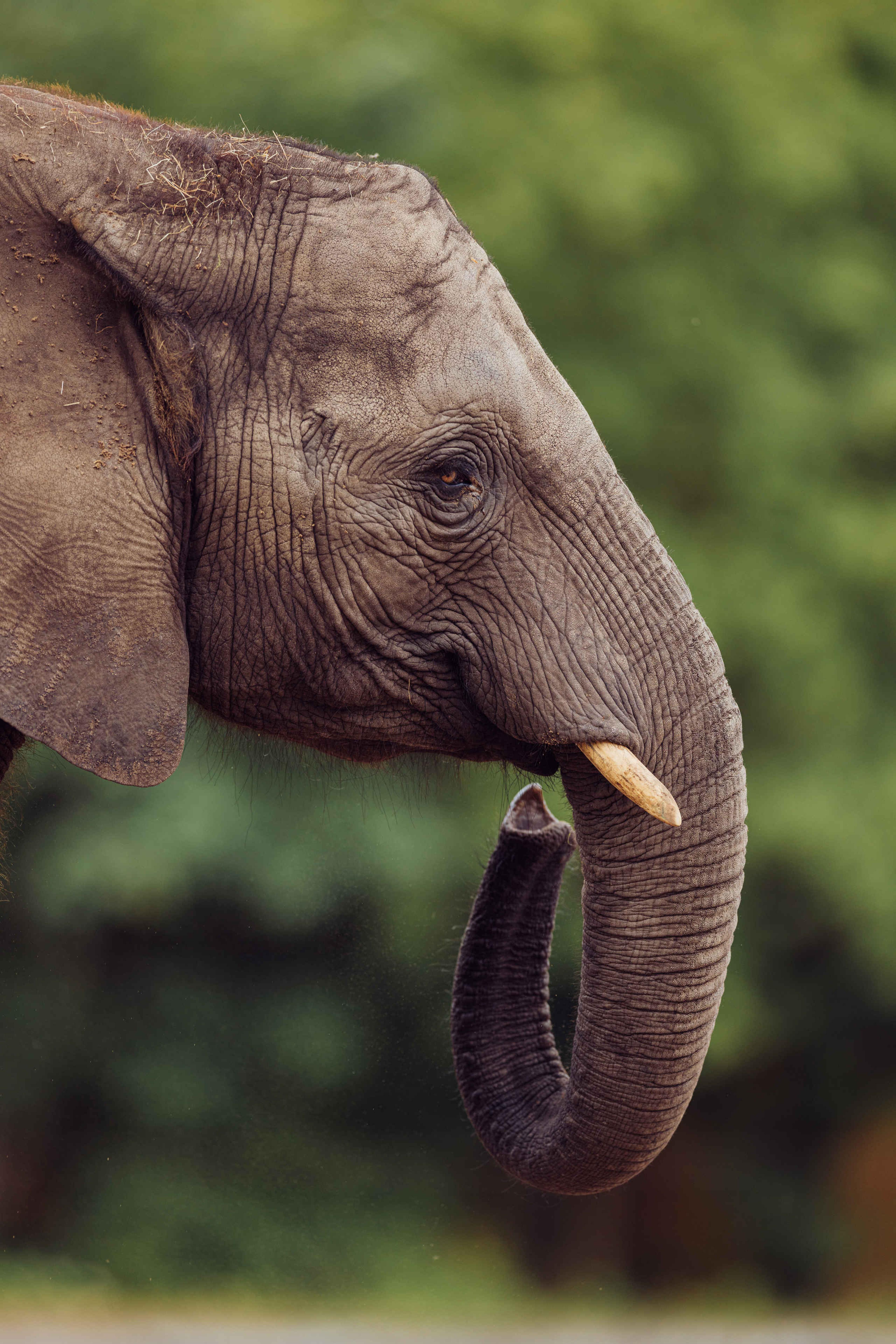 Close-up van Afrikaanse olifant in Safaripark Beekse Bergen