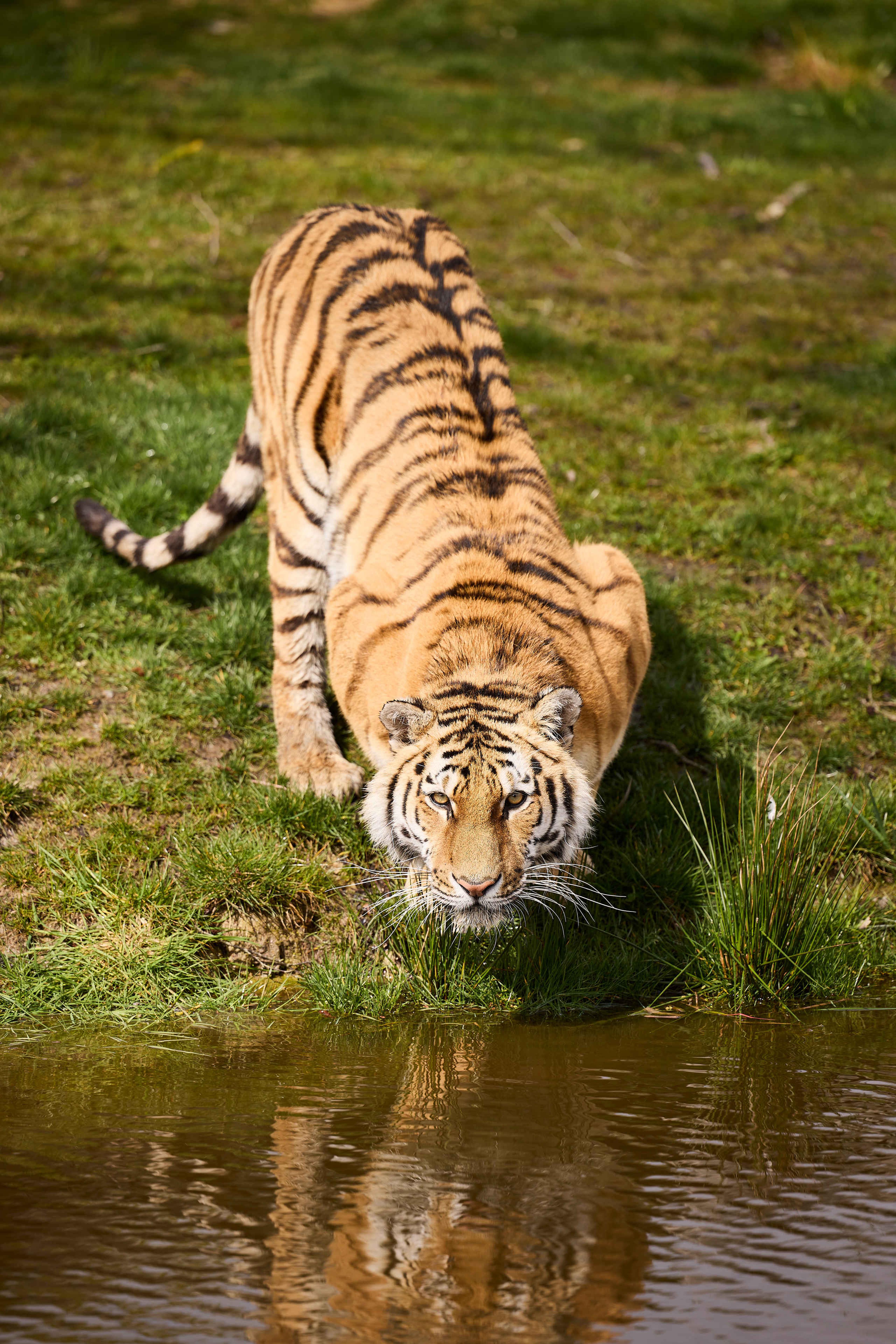 Amoertijger bij het water in AquaZoo Leeuwarden Dierentuintickets NL