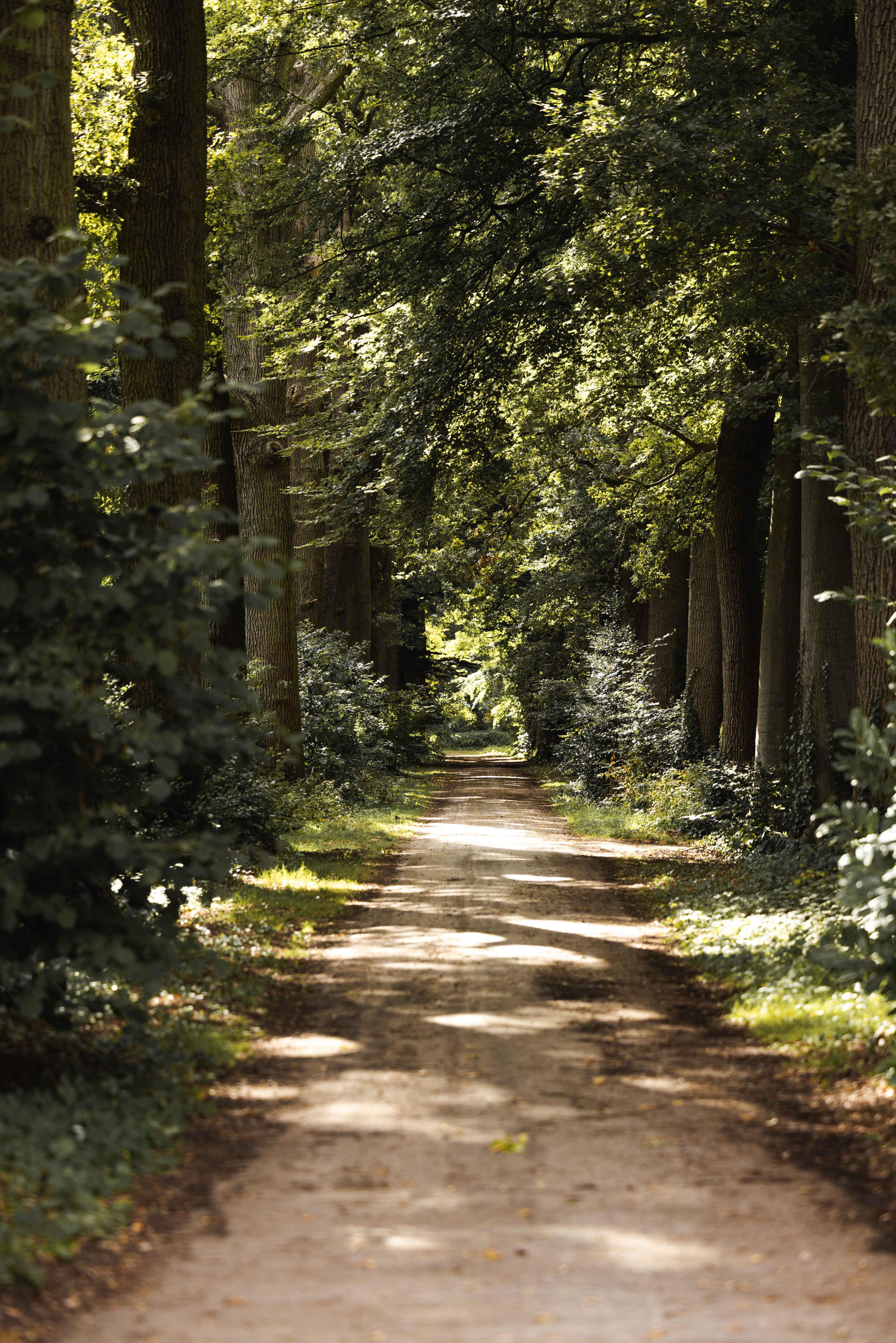 Oprijlaan van Kasteel Steenenburg