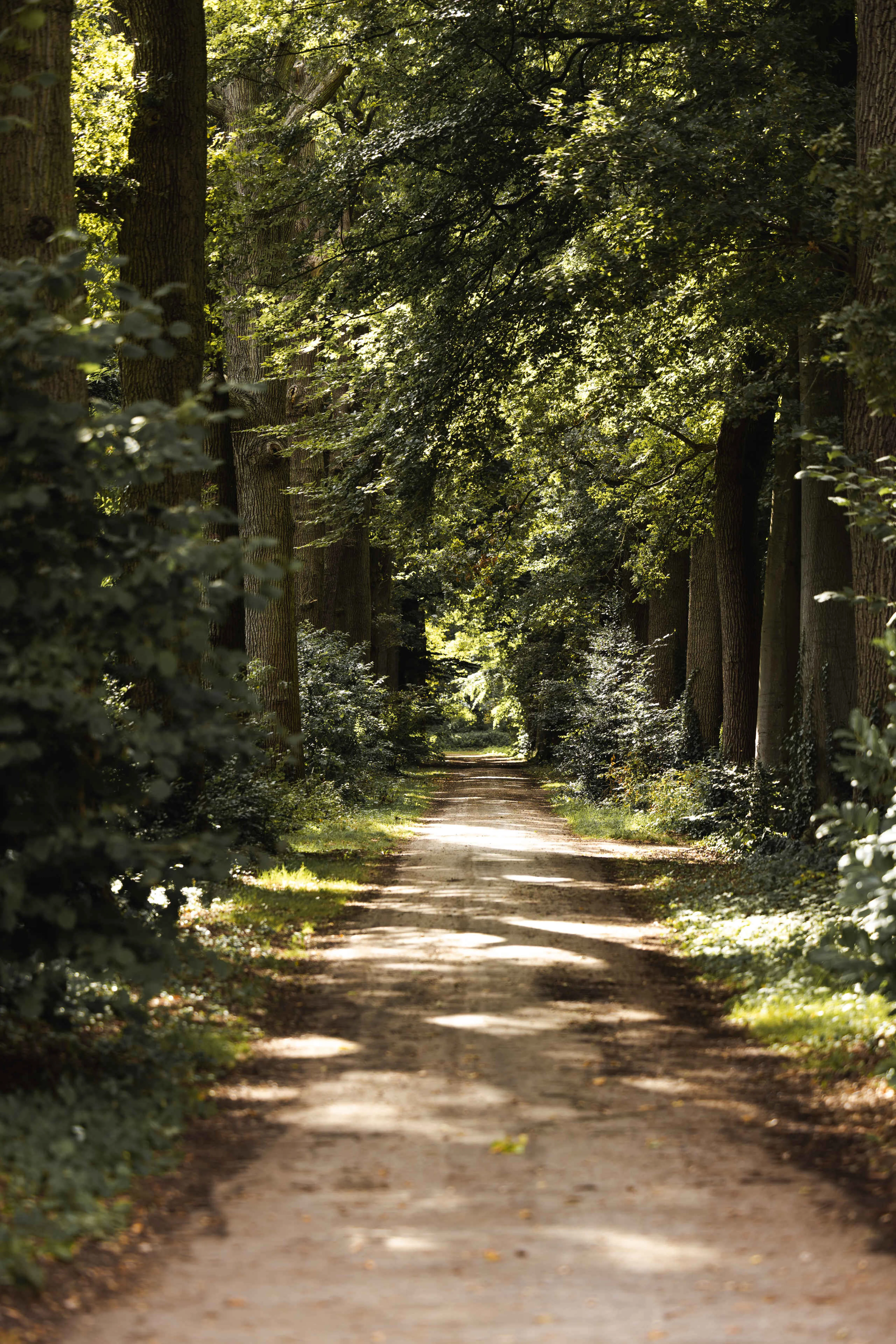 Oprijlaan van Kasteel Steenenburg