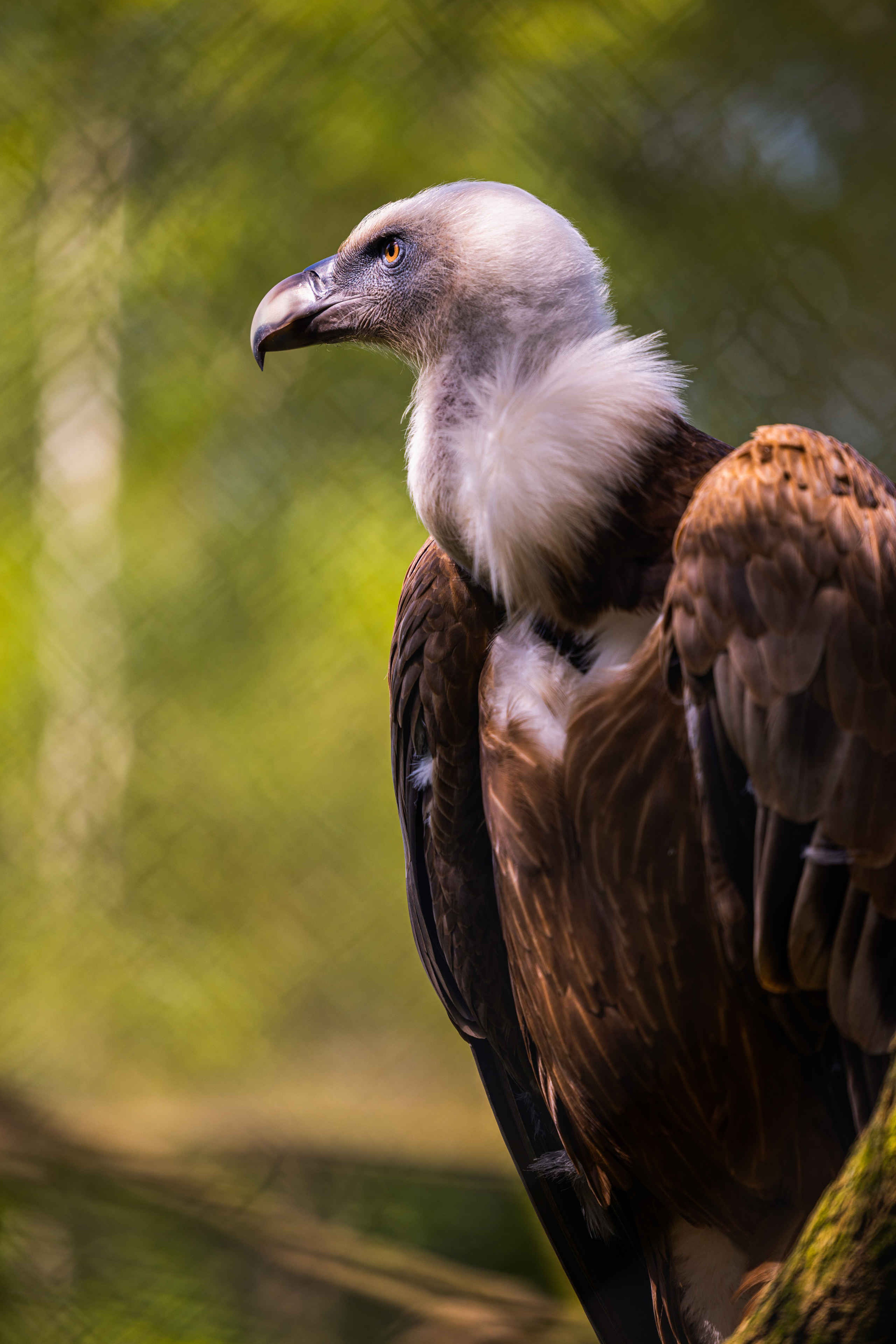 Vale gier een roofvogel close-up in Safaripark Beekse Bergen