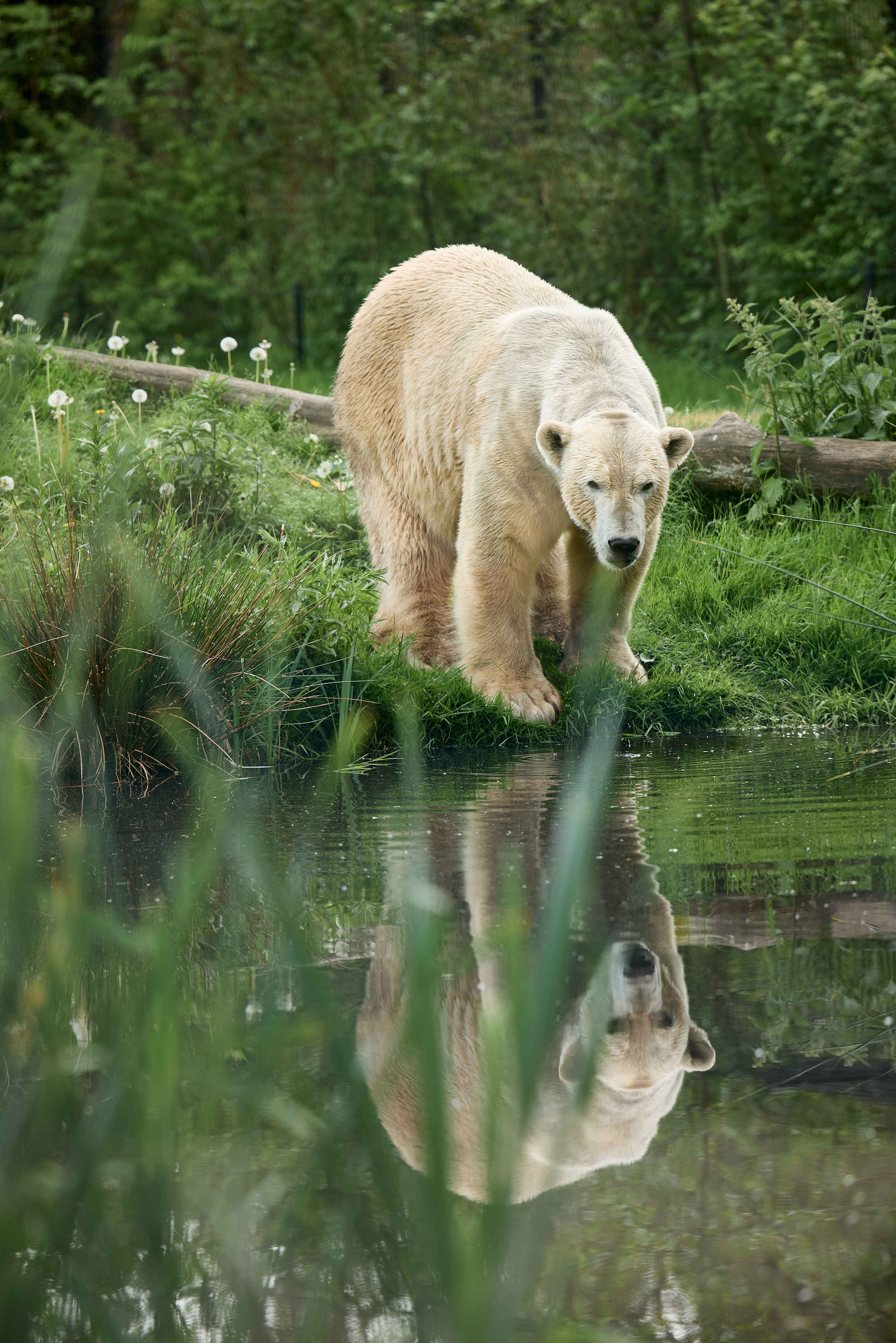 IJsbeer aan de waterkant spiegelbeeld in water AquaZoo Leeuwarden