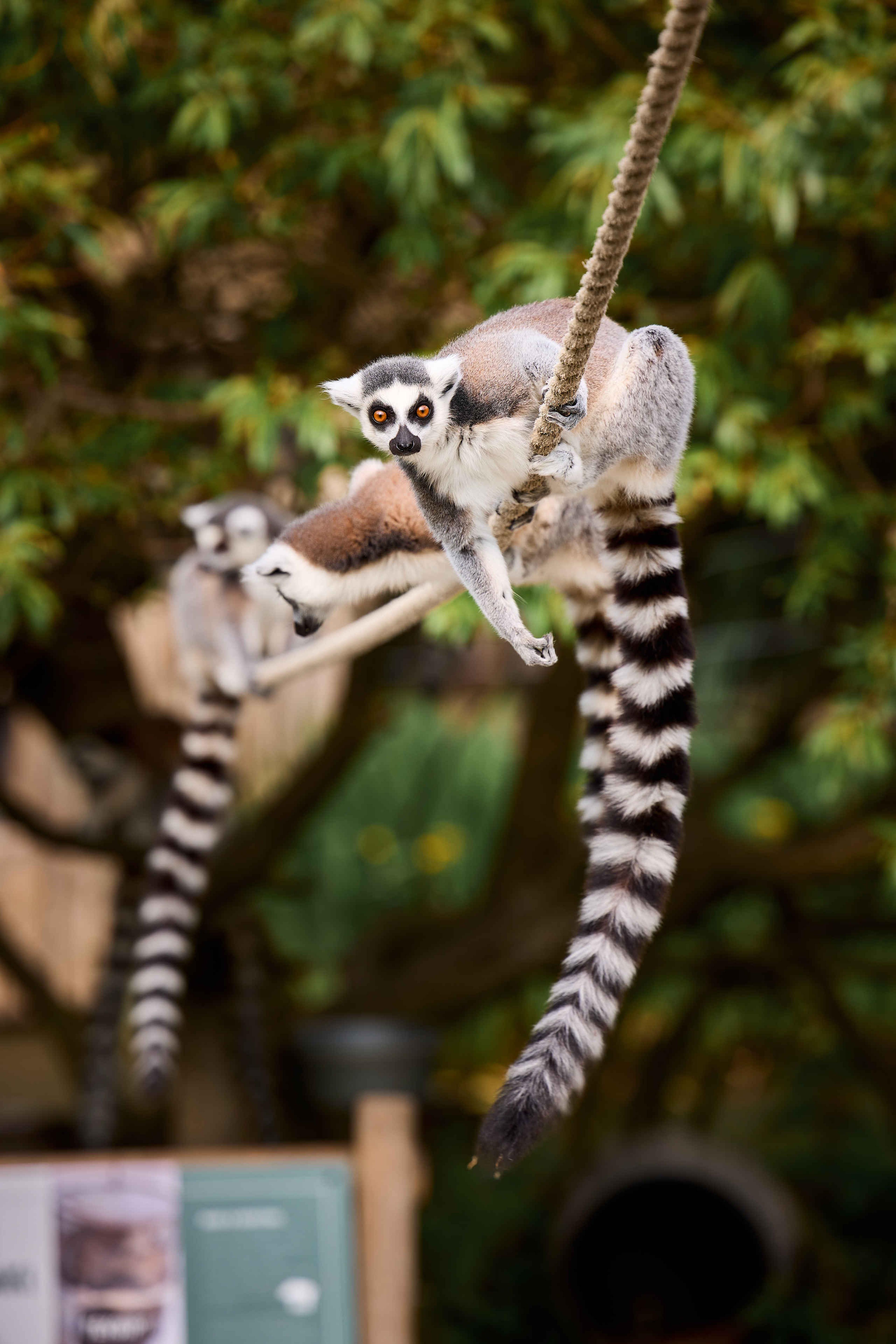 Ringstaartmaki's zitten op touw AquaZoo Leeuwarden