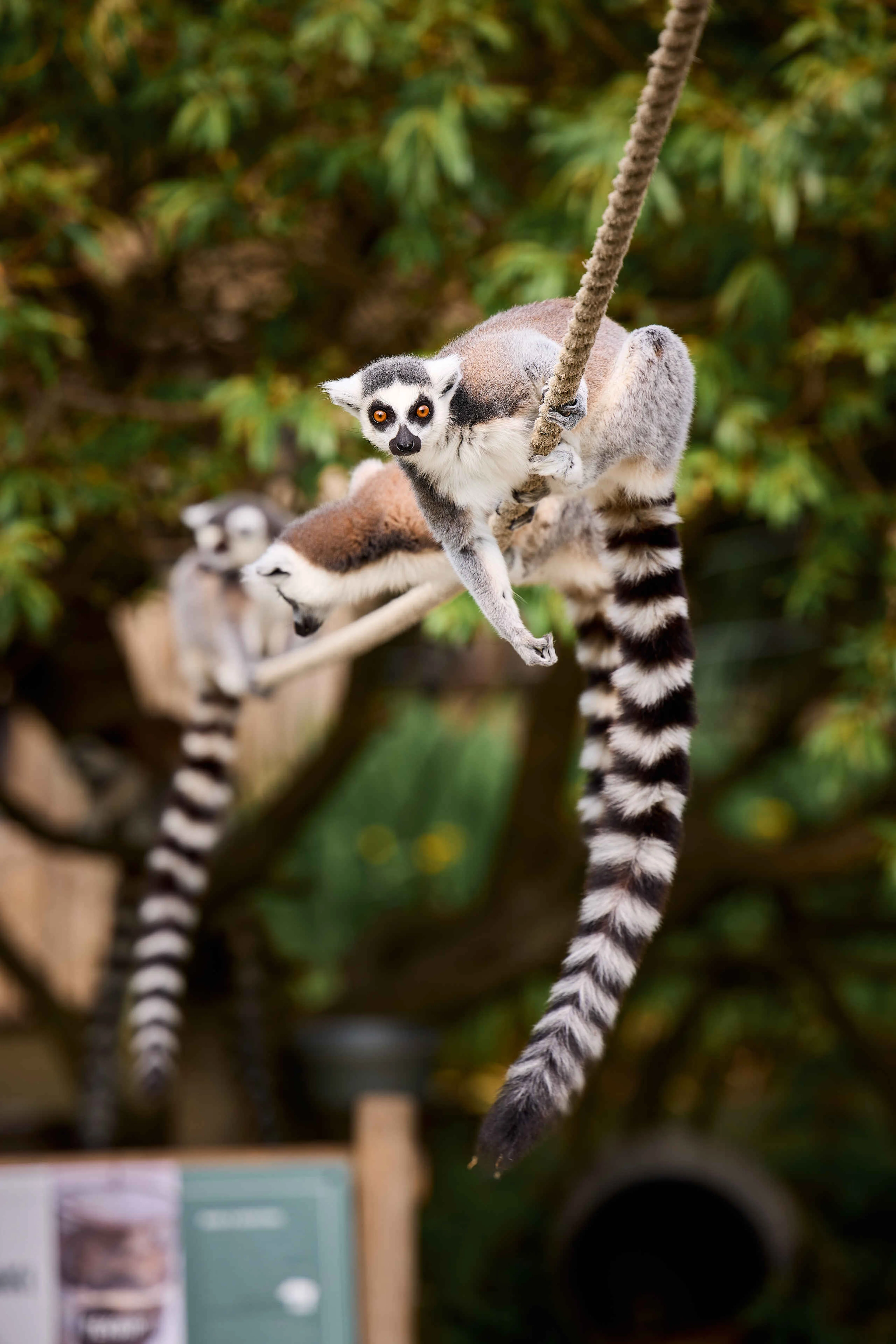 Ringstaartmaki's zitten op touw AquaZoo Leeuwarden