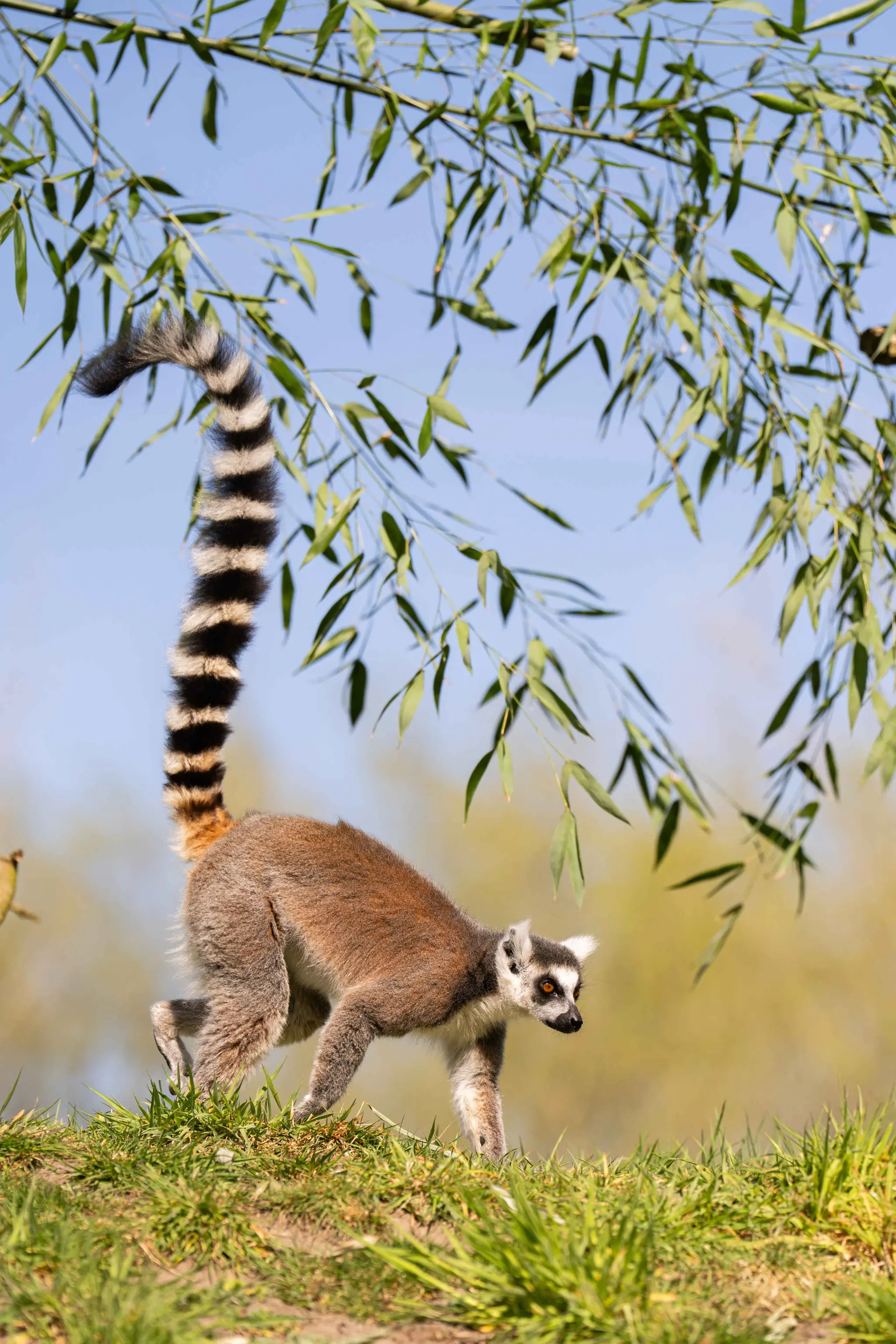 Een close-up van een ringstaartmaki in ZooParc Overloon