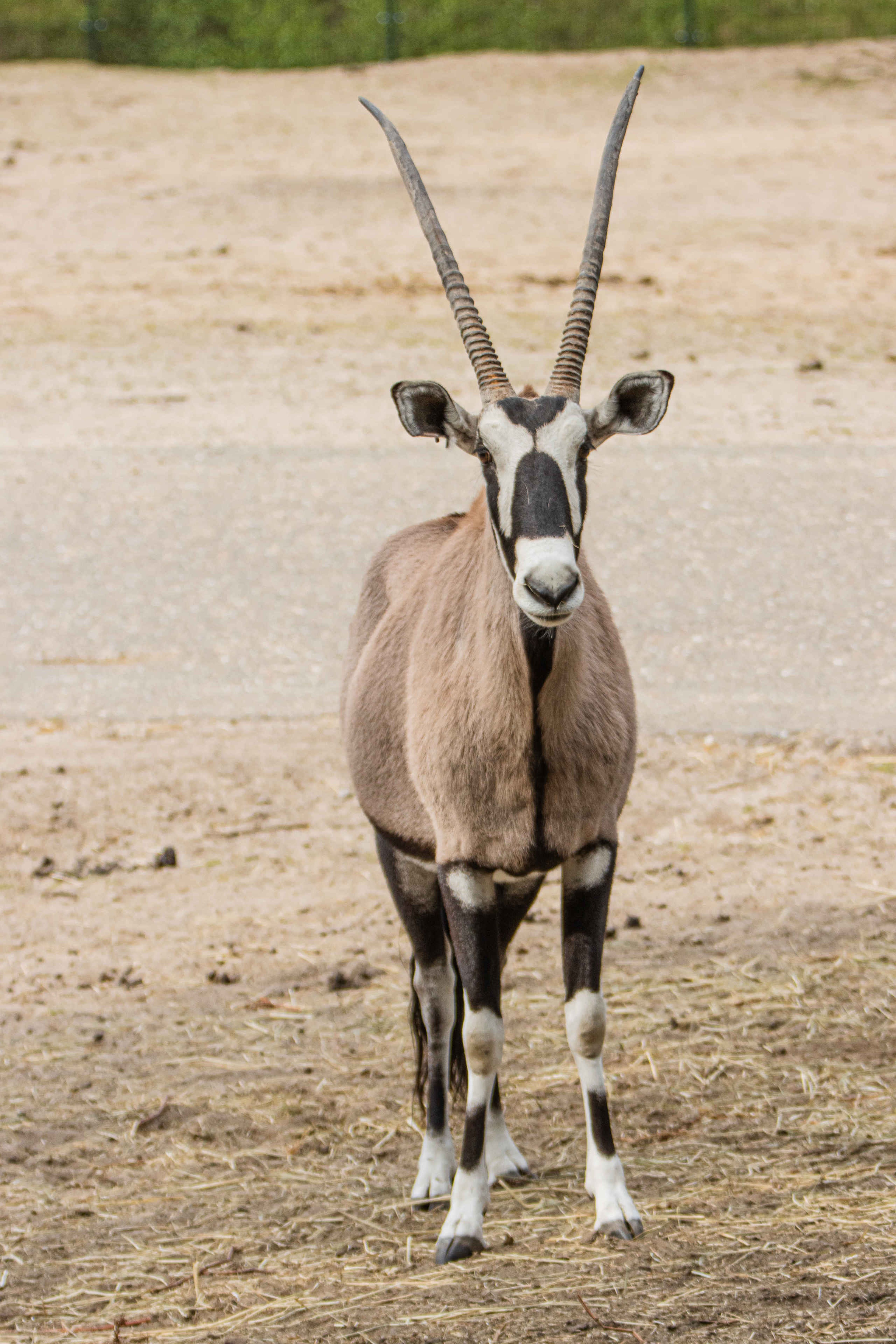 Gemsbok in Safaripark Beekse Bergen