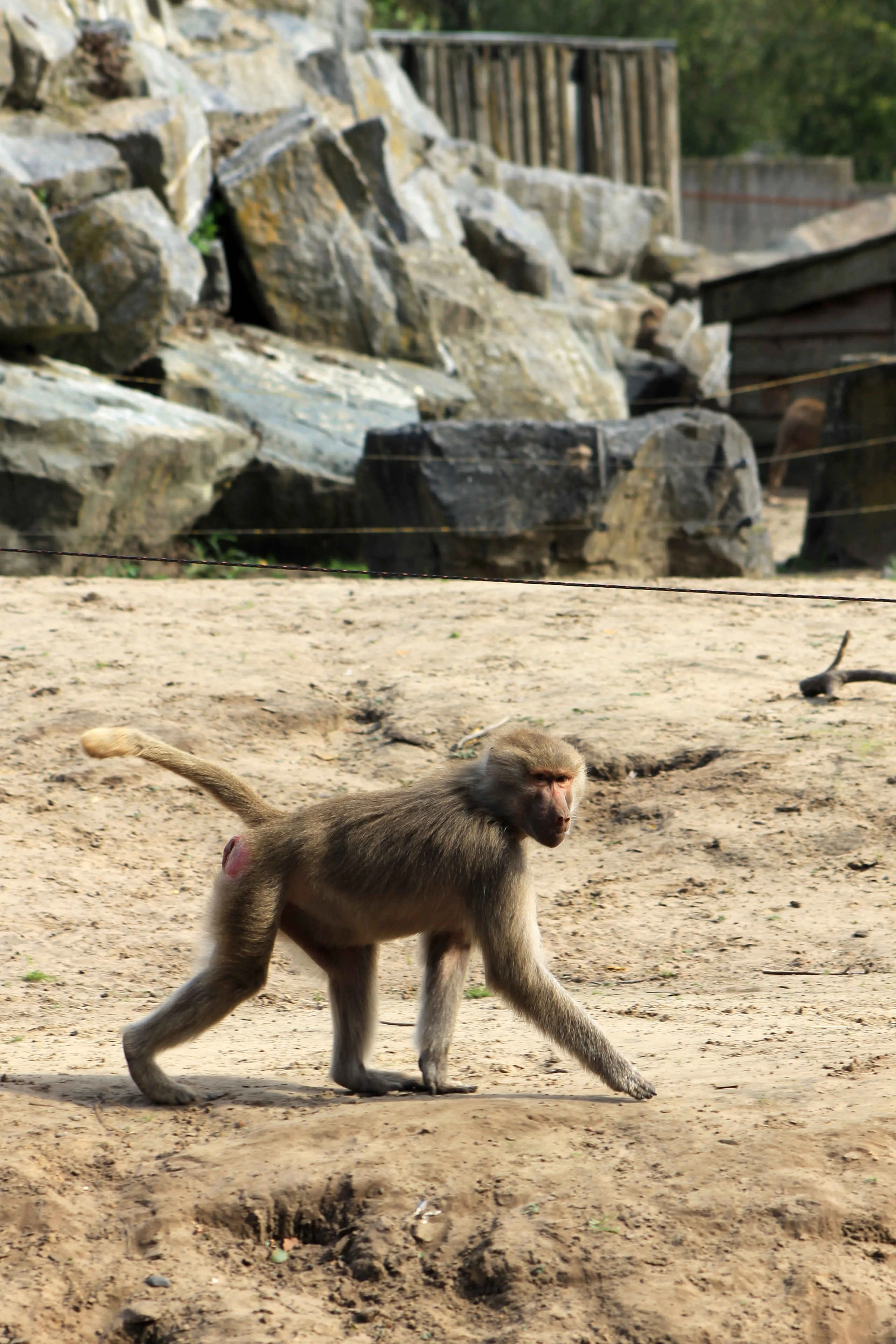 Een mantelbaviaan loopt door het verblijf in Safaripark Beekse Bergen