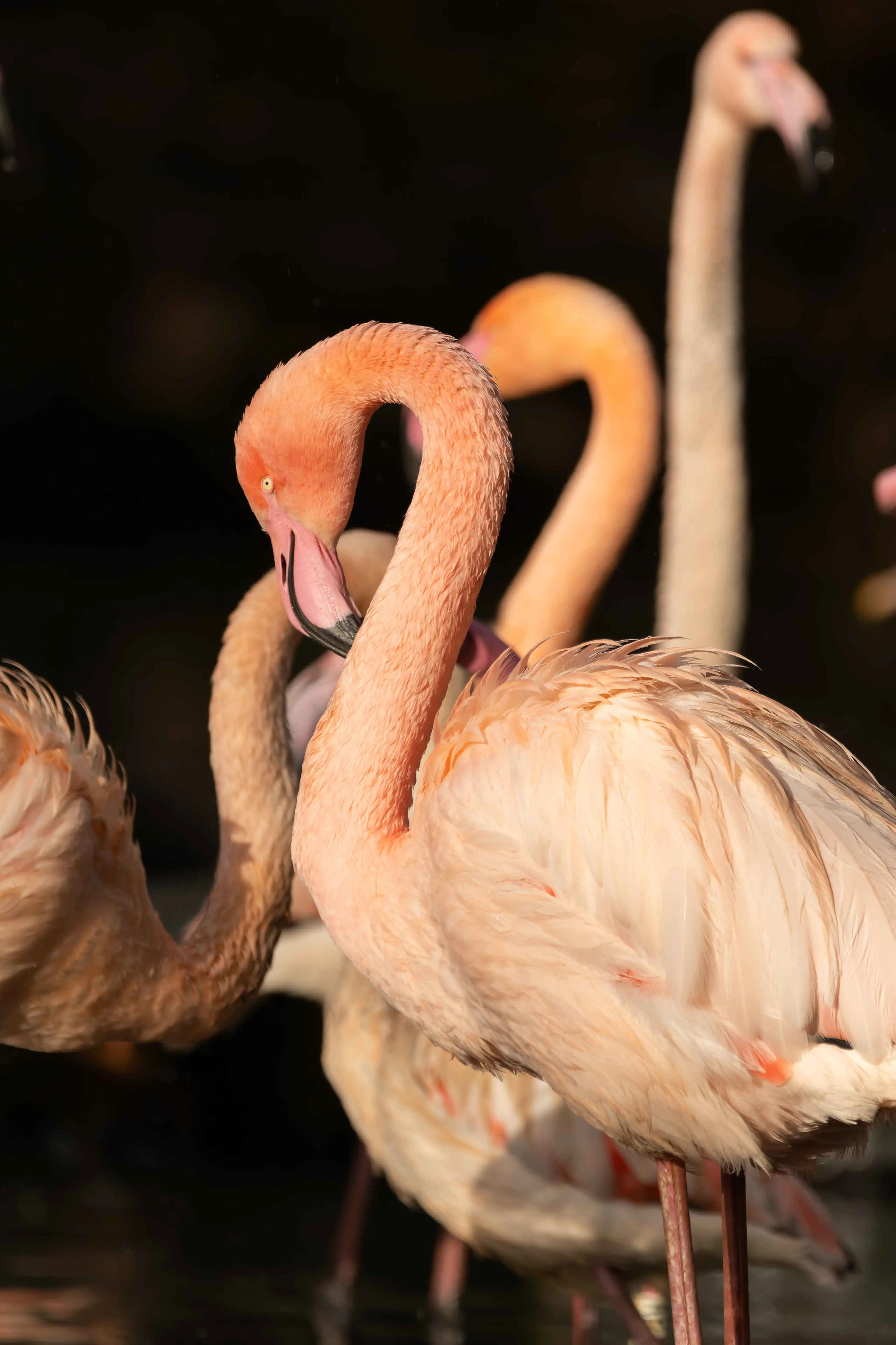 Flamingo bij Eindhoven Zoo.