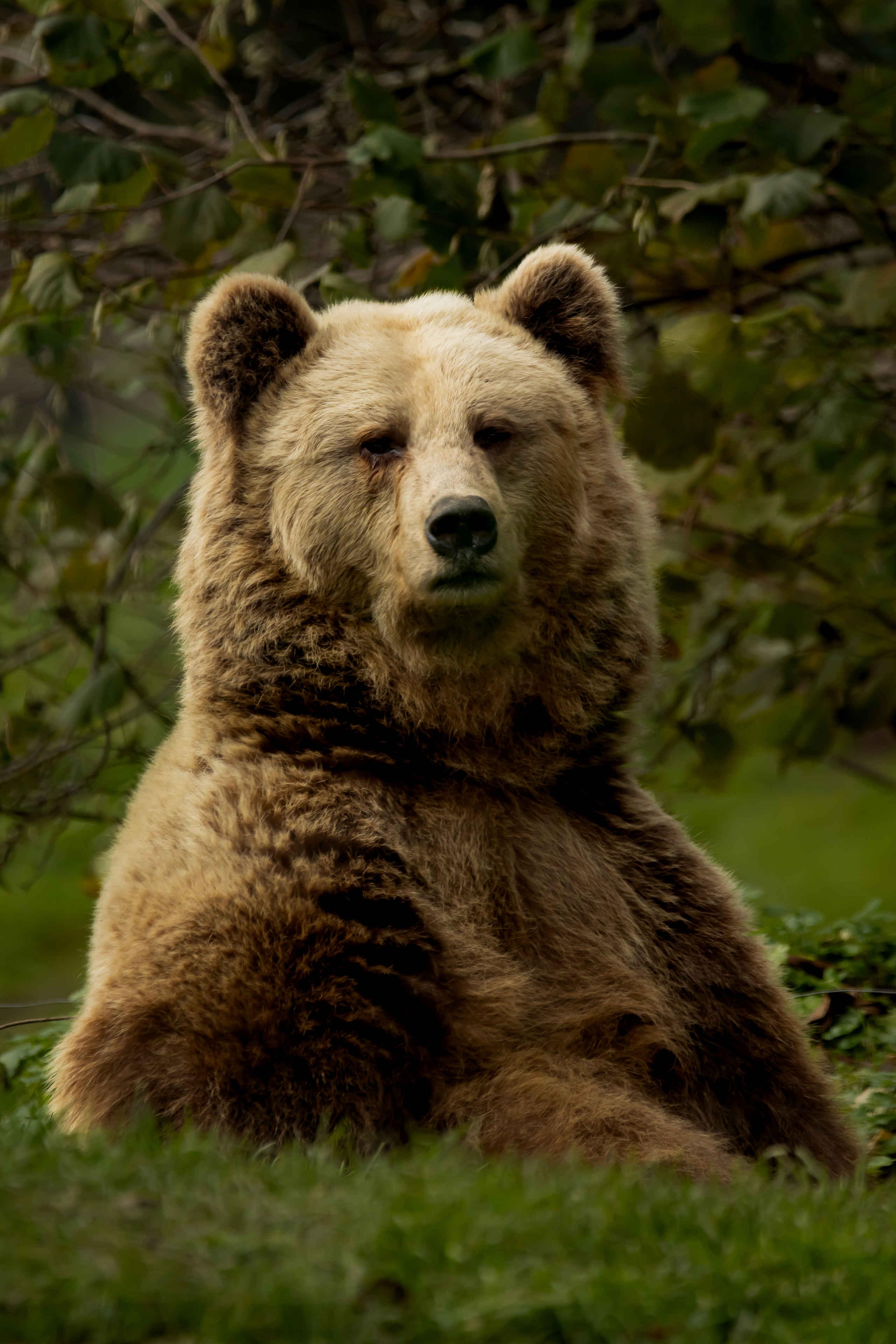 Een bruine beer in Eindhoven Zoo.