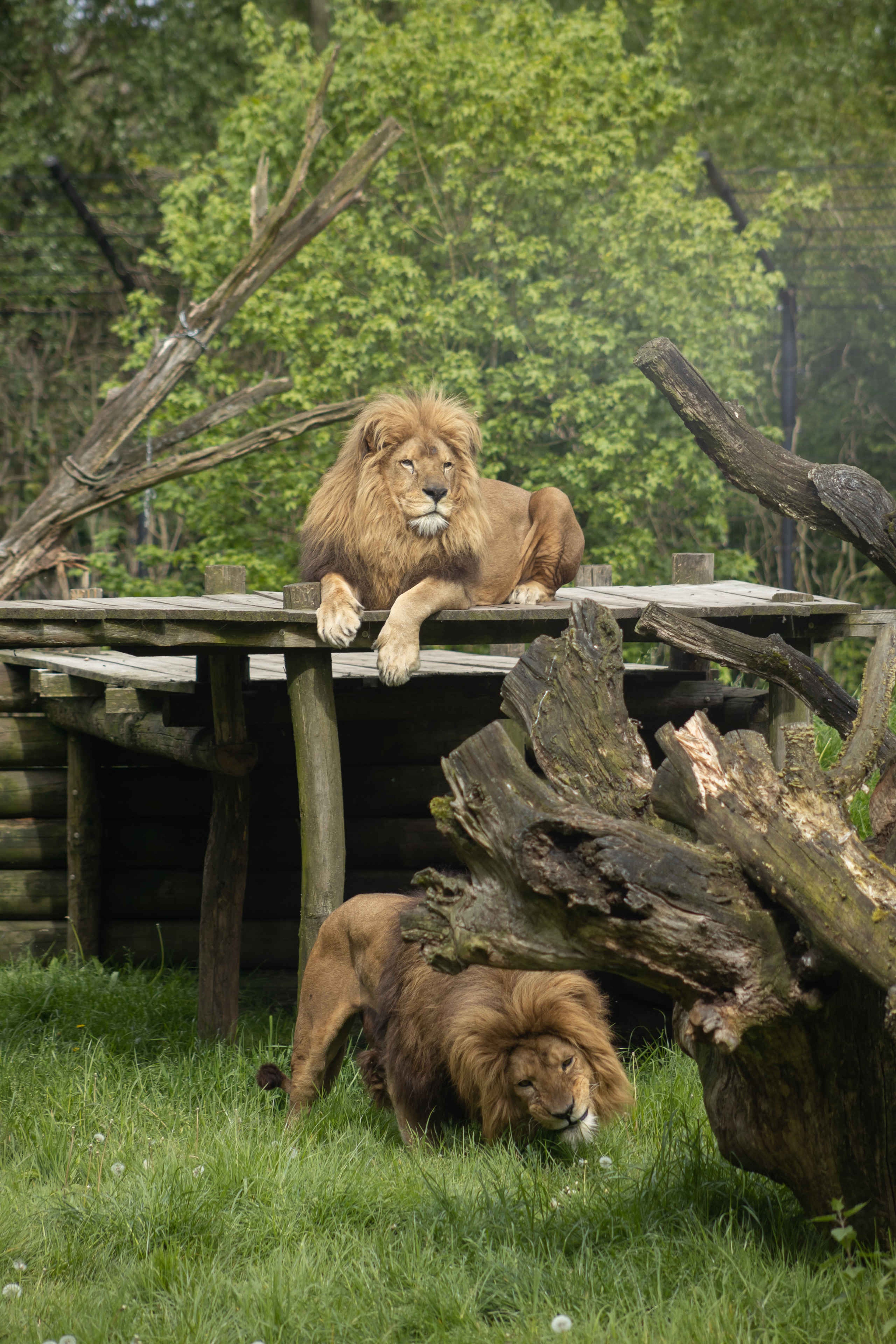 Een leeuw ligt op een platform in de zon bij Eindhoven Zoo.